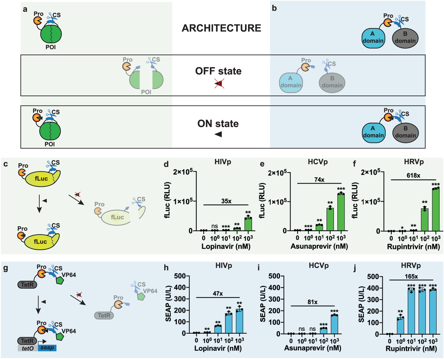 Integrated compact regulators of protein activity enable control of  signaling pathways and genome-editing in vivo | Cell Discovery