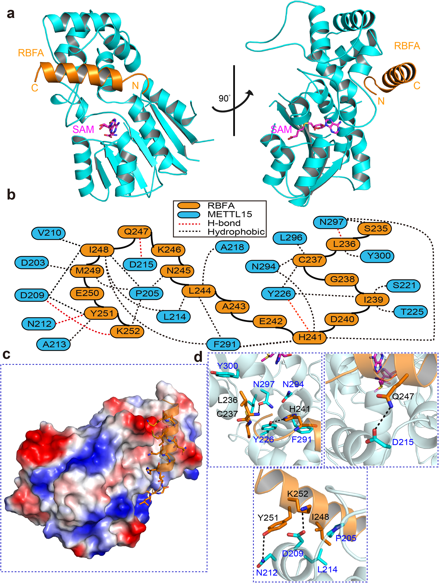 Fig. 3: Structure of METTL15 in complex with hsRBFA226–260 and SAM.