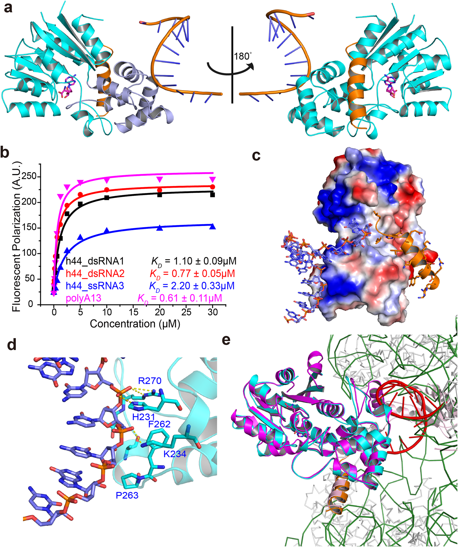 Fig. 4: Structure of METTL15 in complex with RNA, hsRBFA226–260 and SFG.