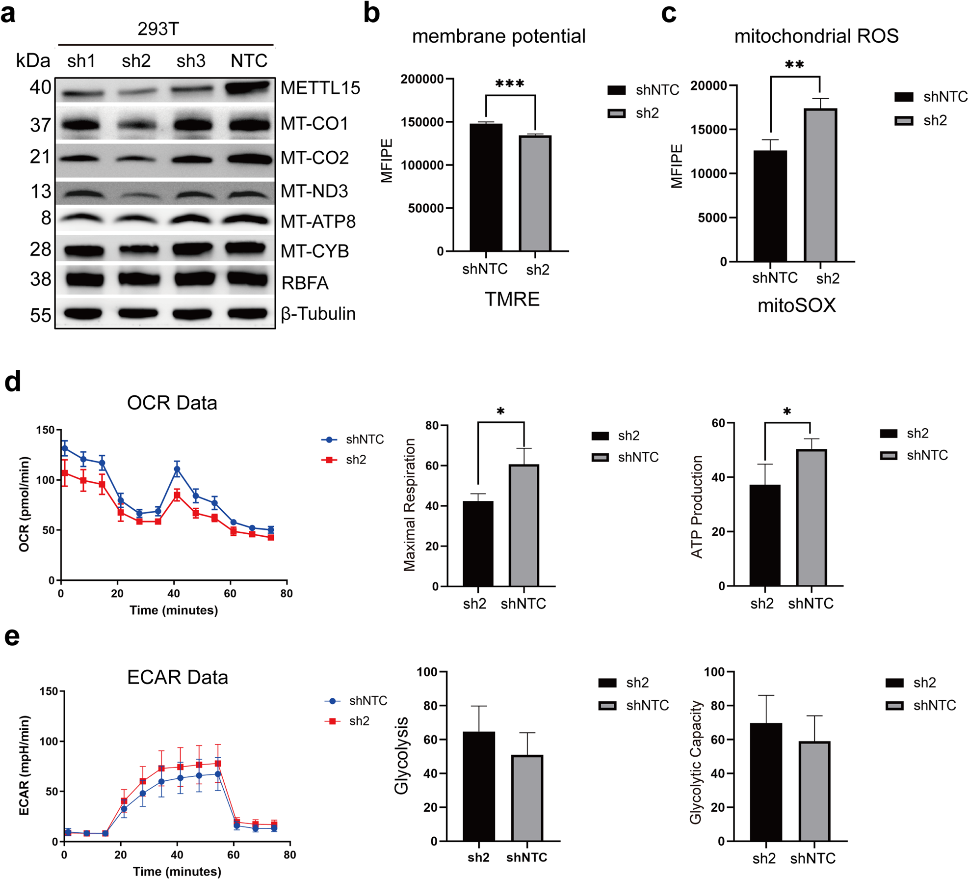 Fig. 5: Effect of METTL15 knockdown on mitochondrial functions.