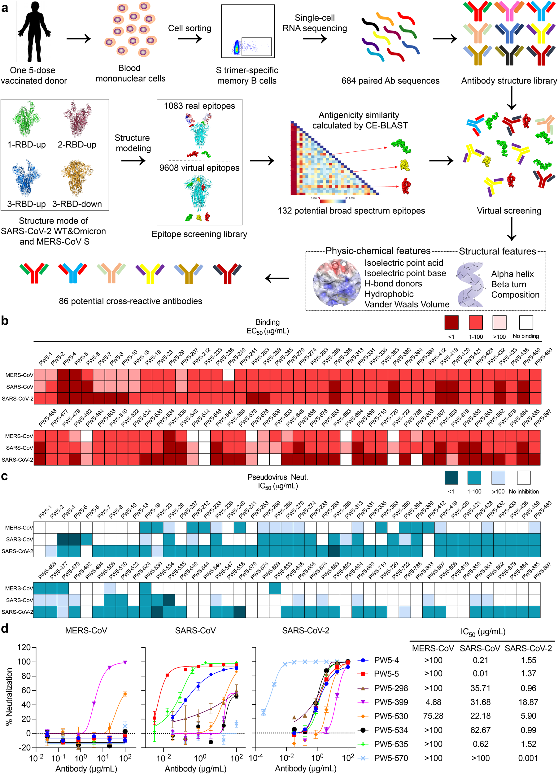 Fig. 2: Identification of broadly neutralizing antibodies against severe human coronaviruses.