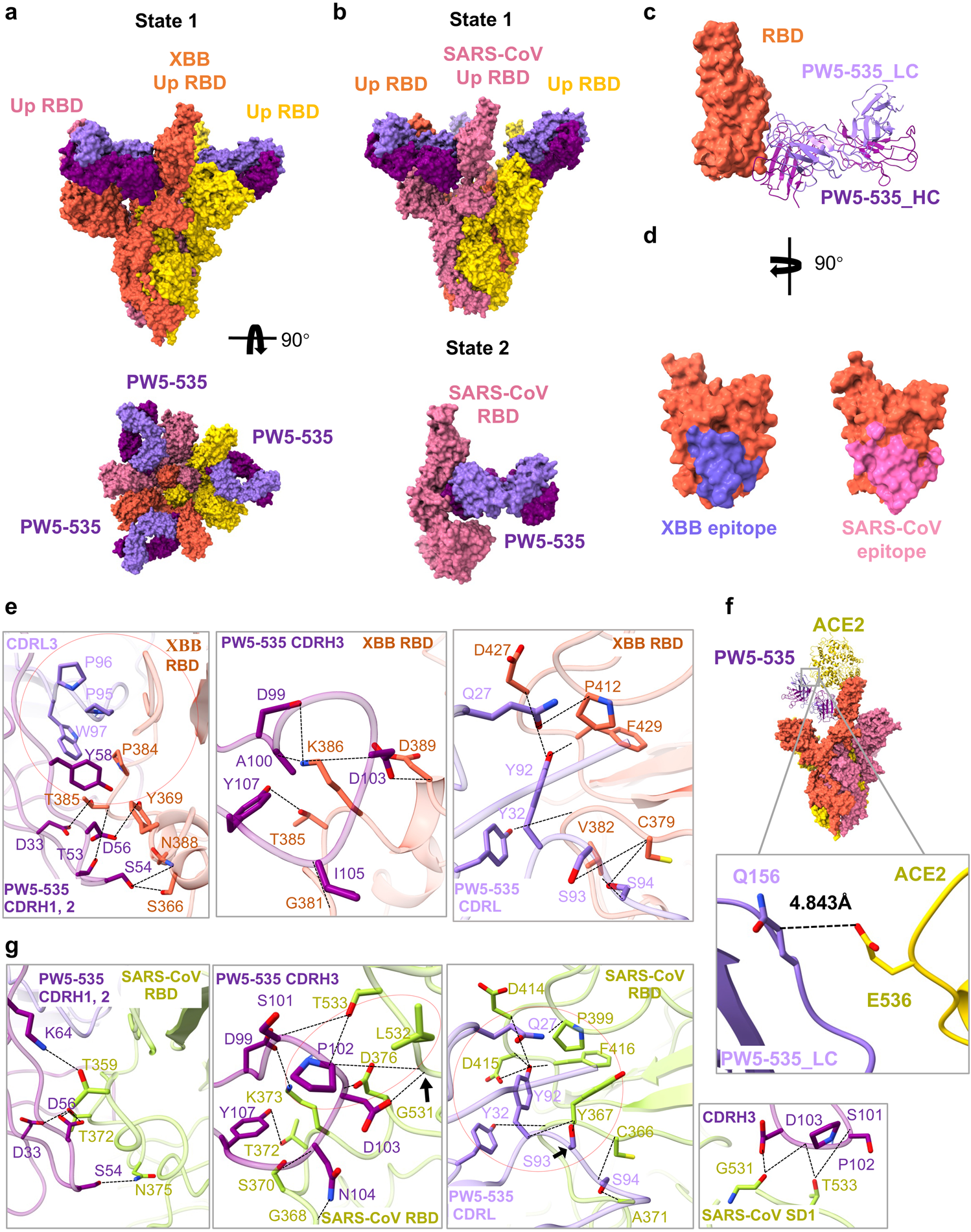 Fig. 6: Cryo-EM structure of PW5-535 IgG with Omicron XBB and SARS-CoV S trimer.