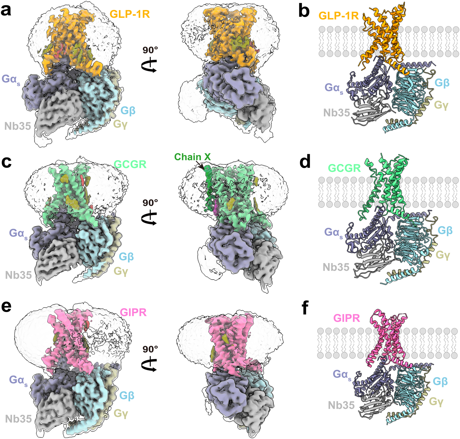 Fig. 1: Cryo-EM structures of the ligand-free GLP-1R, GCGR, and GIPR in complex with Gs proteins.