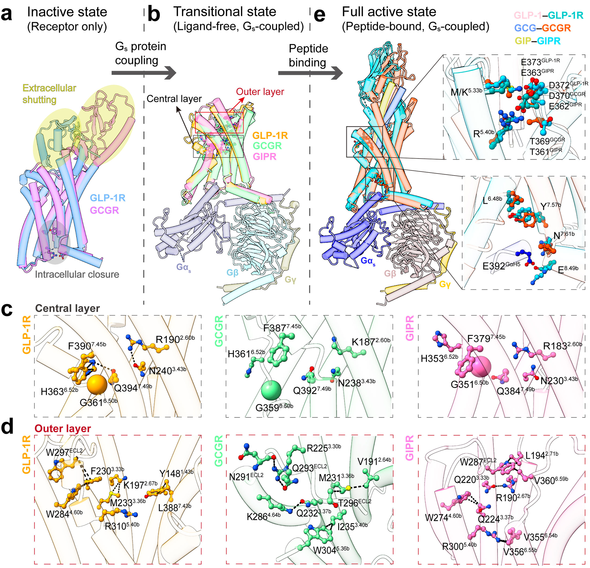 Fig. 5: Mechanistic implication of ligand-free and Gs-coupled GLP-1R, GCGR and GIPR complex structures.
