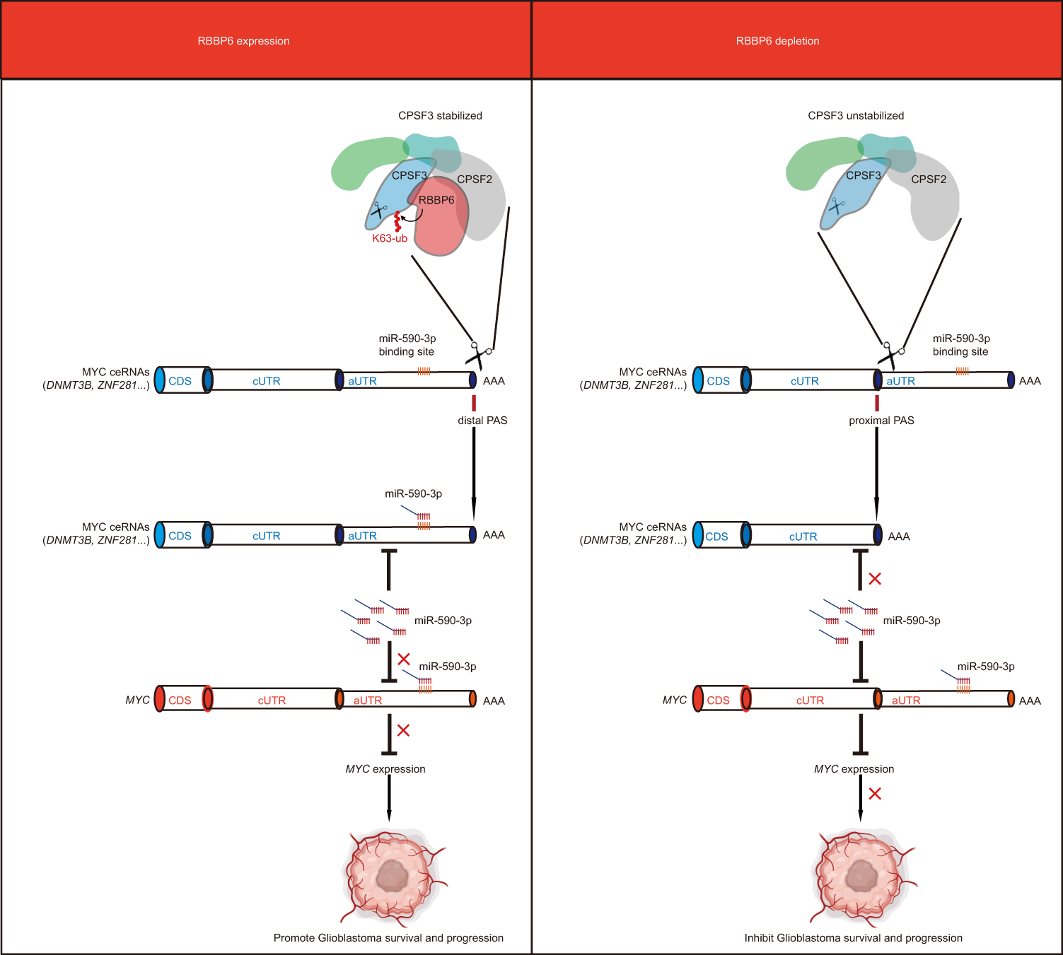 Fig. 7: Working model of RBBP6 in regulating GSCs.