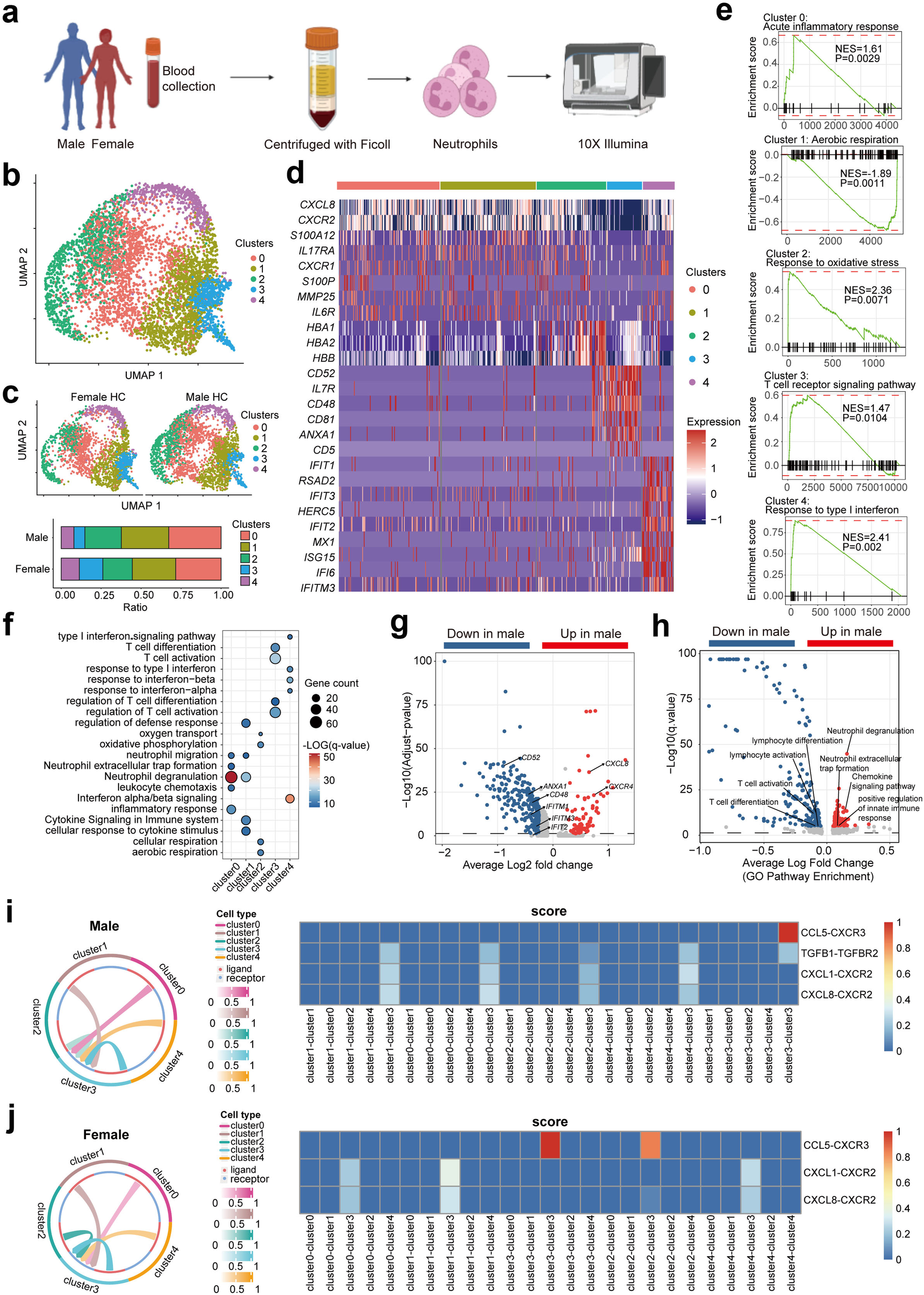 Fig. 1: scRNA-seq analysis identifies distinct neutrophil subsets with sex-specific heterogeneity.