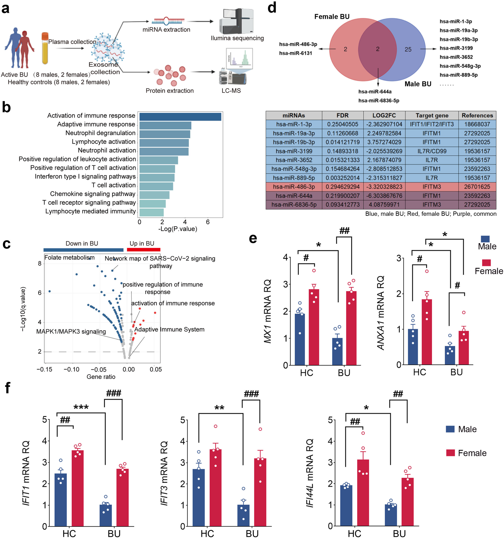 Fig. 8: Male-specific circulating exosomes impair unconventional neutrophil subsets in BU.
