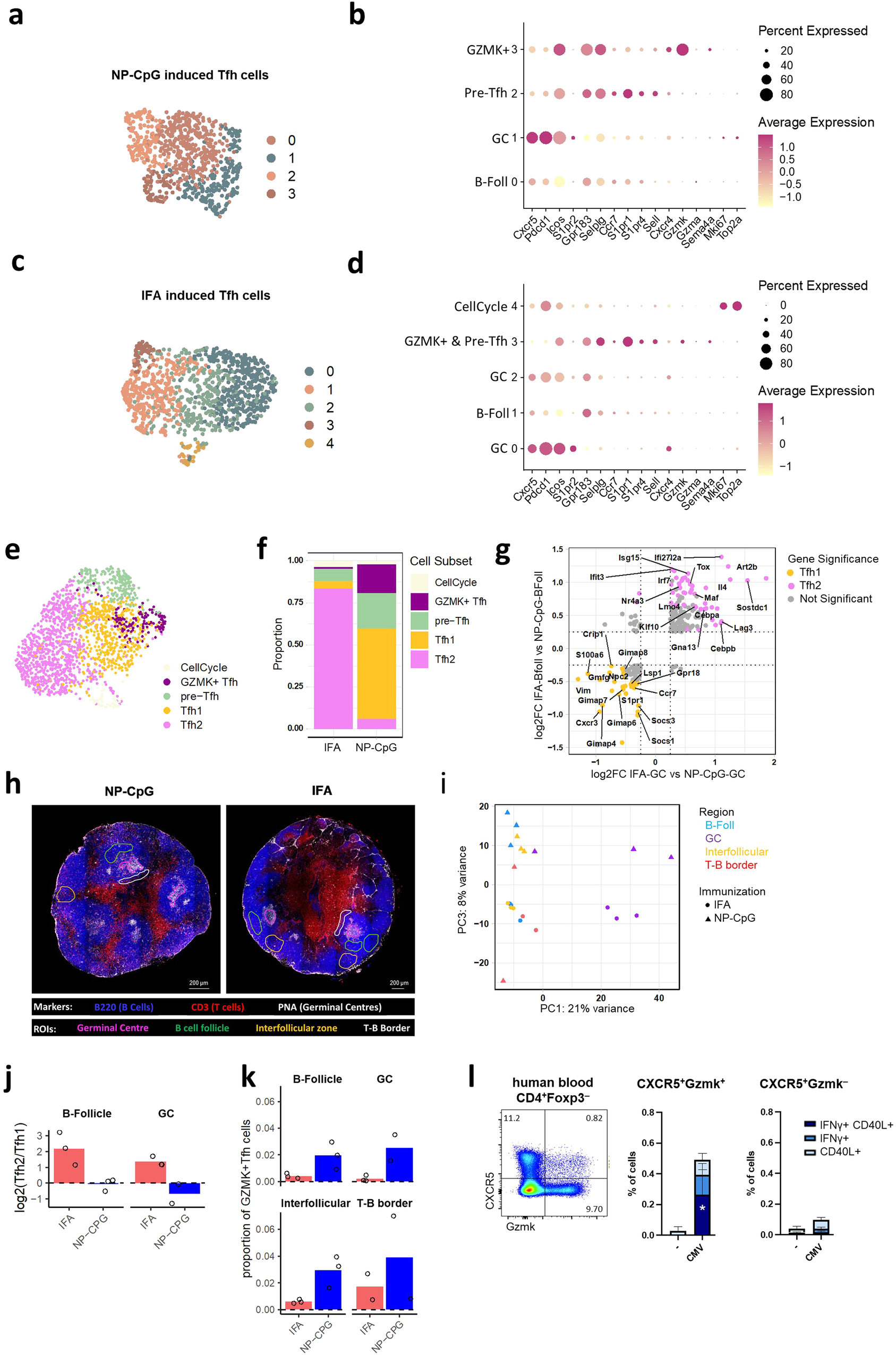 Fig. 8: Spatial distribution of Tfh subsets in type-1 and type-2 immunized mice.