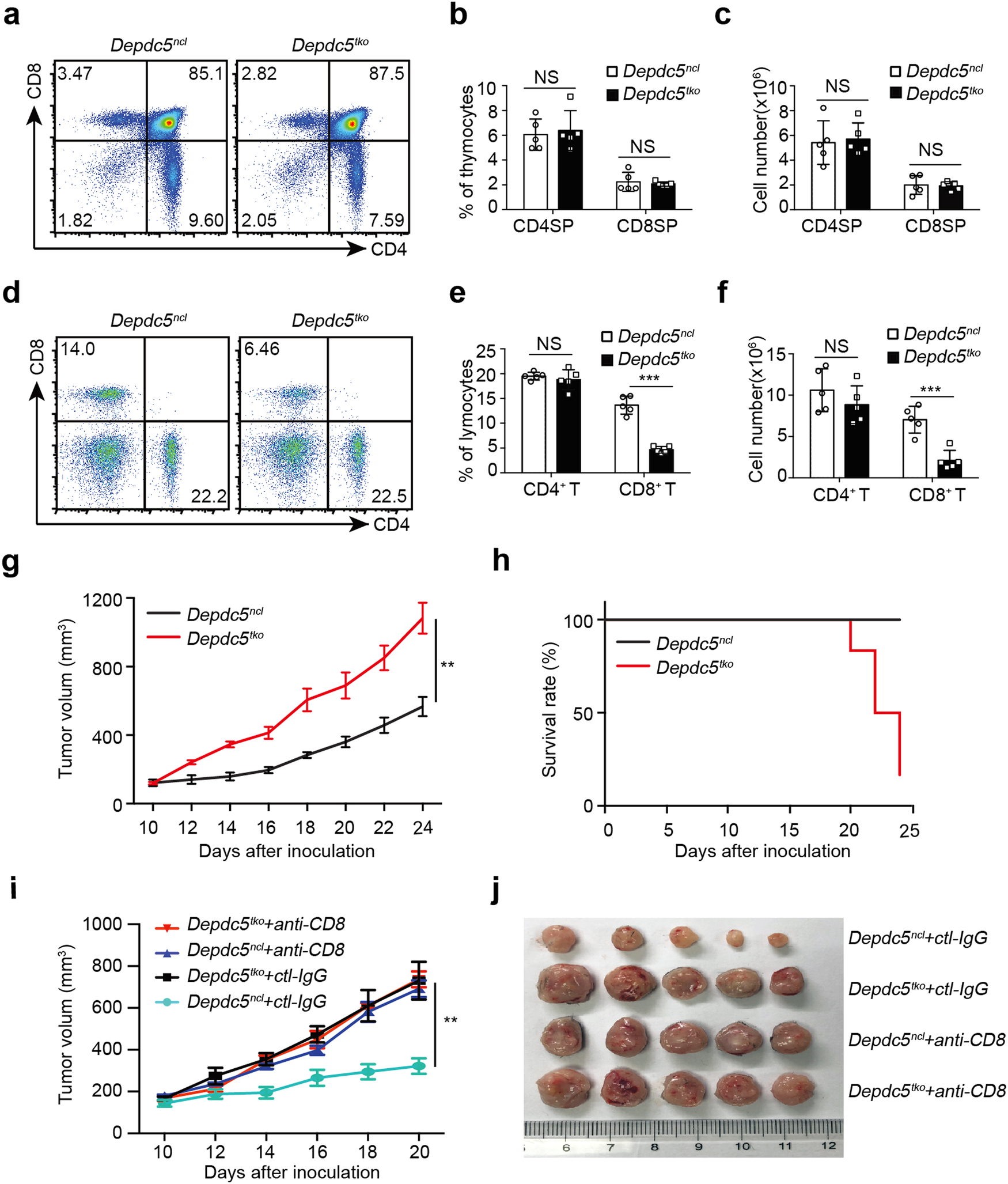 Fig. 2: DEPDC5 maintains peripheral CD8+ T cell frequency and anti-tumor immunity.