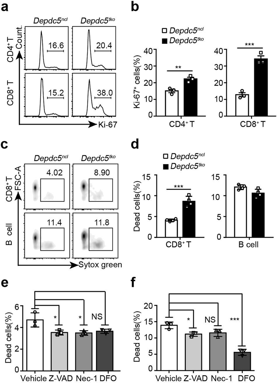 Fig. 3: Depdc5-deficient CD8+ T cells display enhanced ferroptosis.