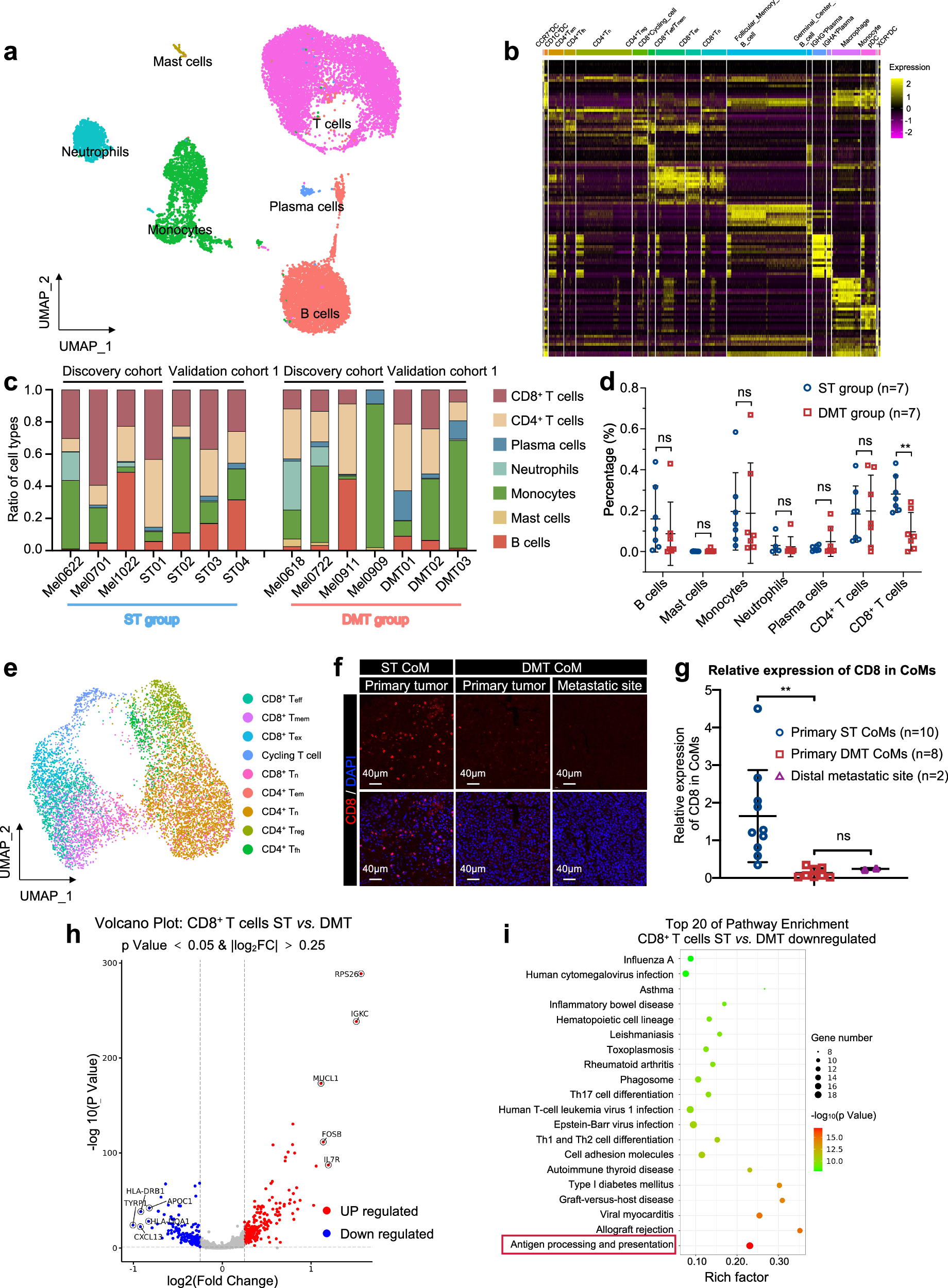 Fig. 4: scRNA-seq profiling of the tumor immune microenvironment in CoM.