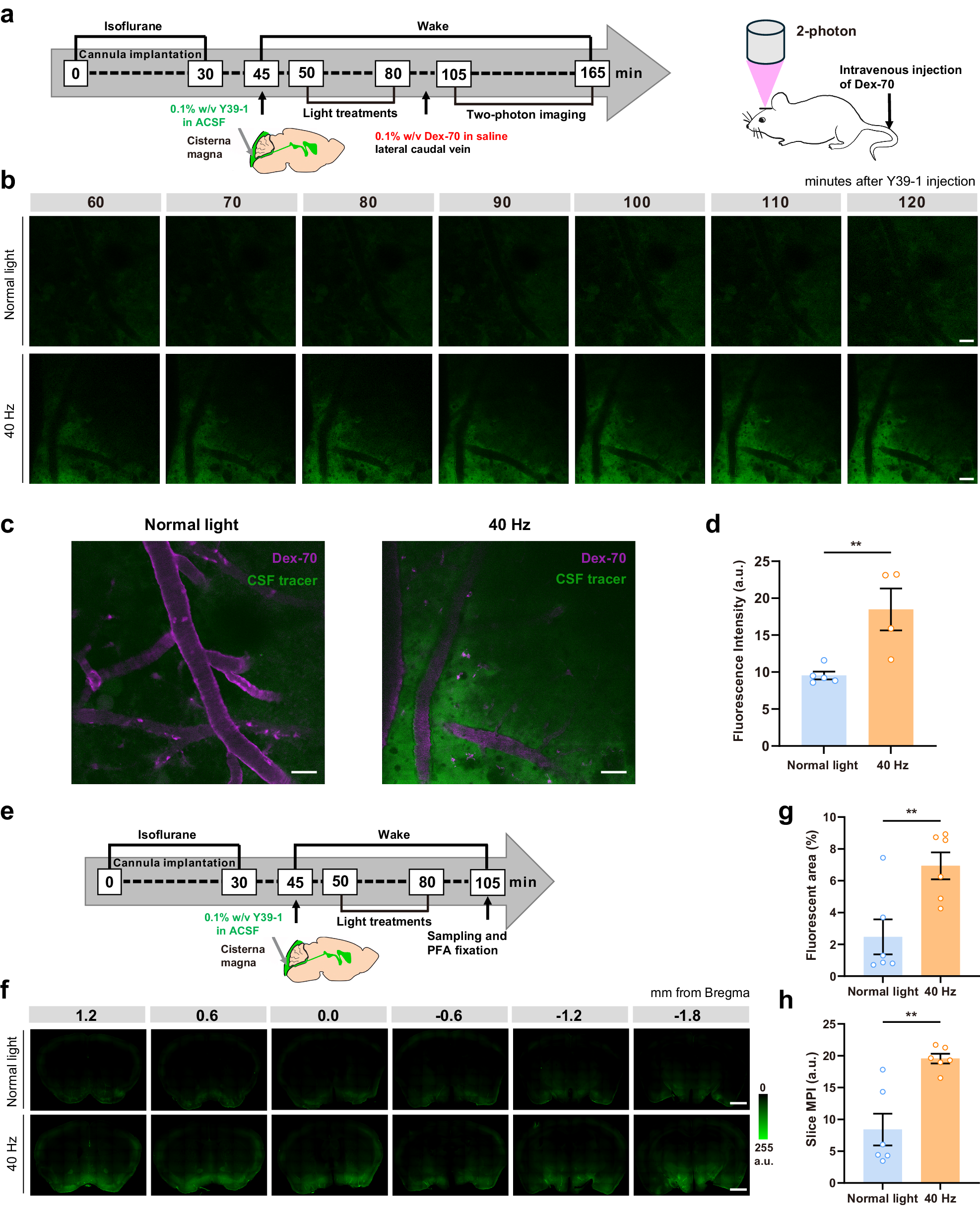 Fig. 2: 40 Hz light flickering enhances glymphatic influx independently of sleep and anesthesia.