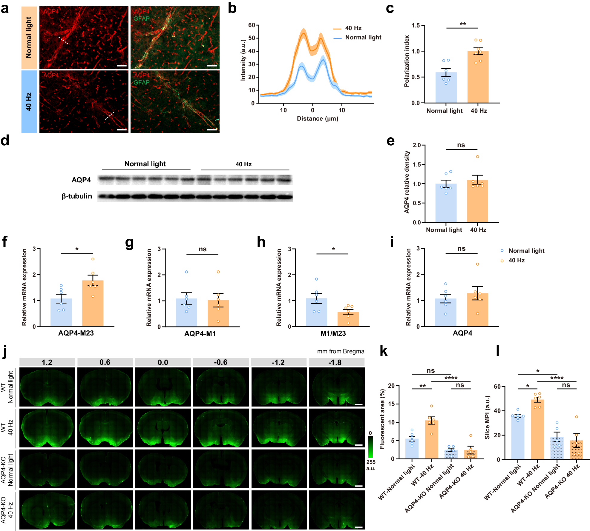 Fig. 4: 40 Hz light flickering enhances the glymphatic influx through astrocytic AQP4 polarization.