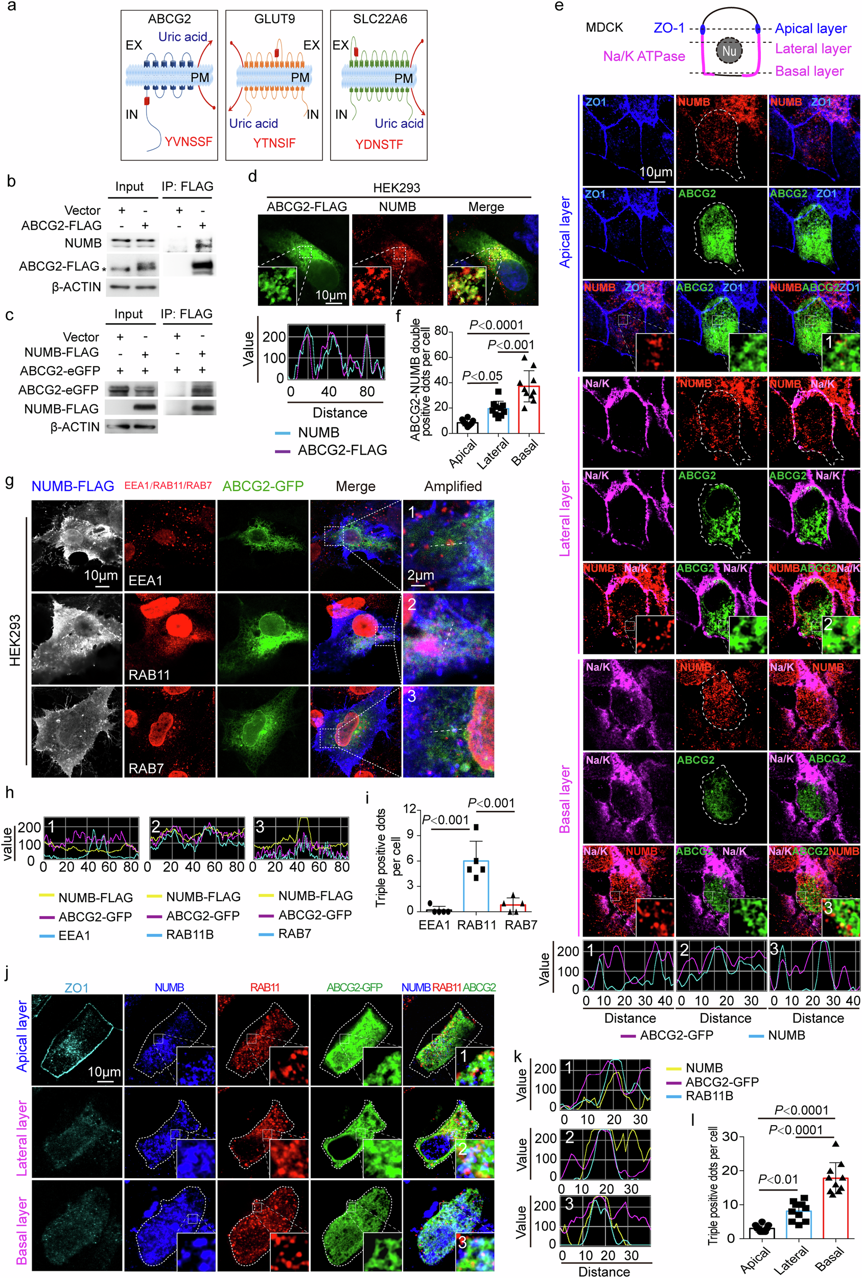 Fig. 2: NUMB interacts with ABCG2.