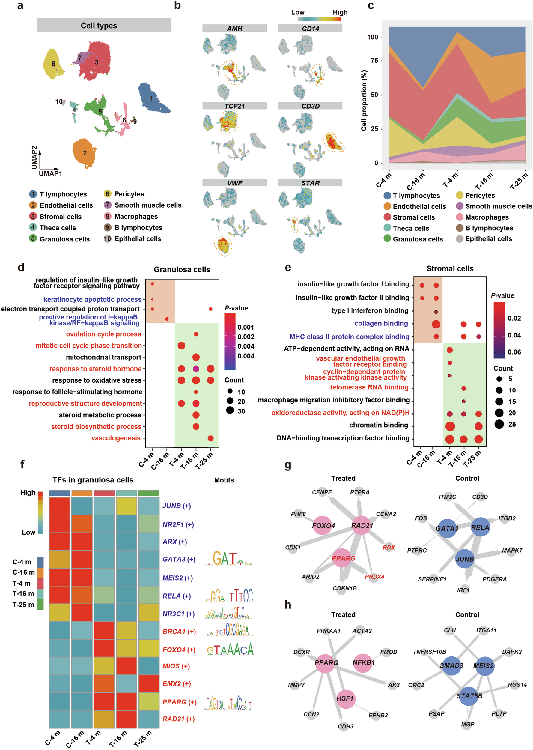 Fig. 6: ScRNA-seq analysis unveiled potential regulatory networks and mechanisms underlying ovarian function restoration after M-cell transplantation.