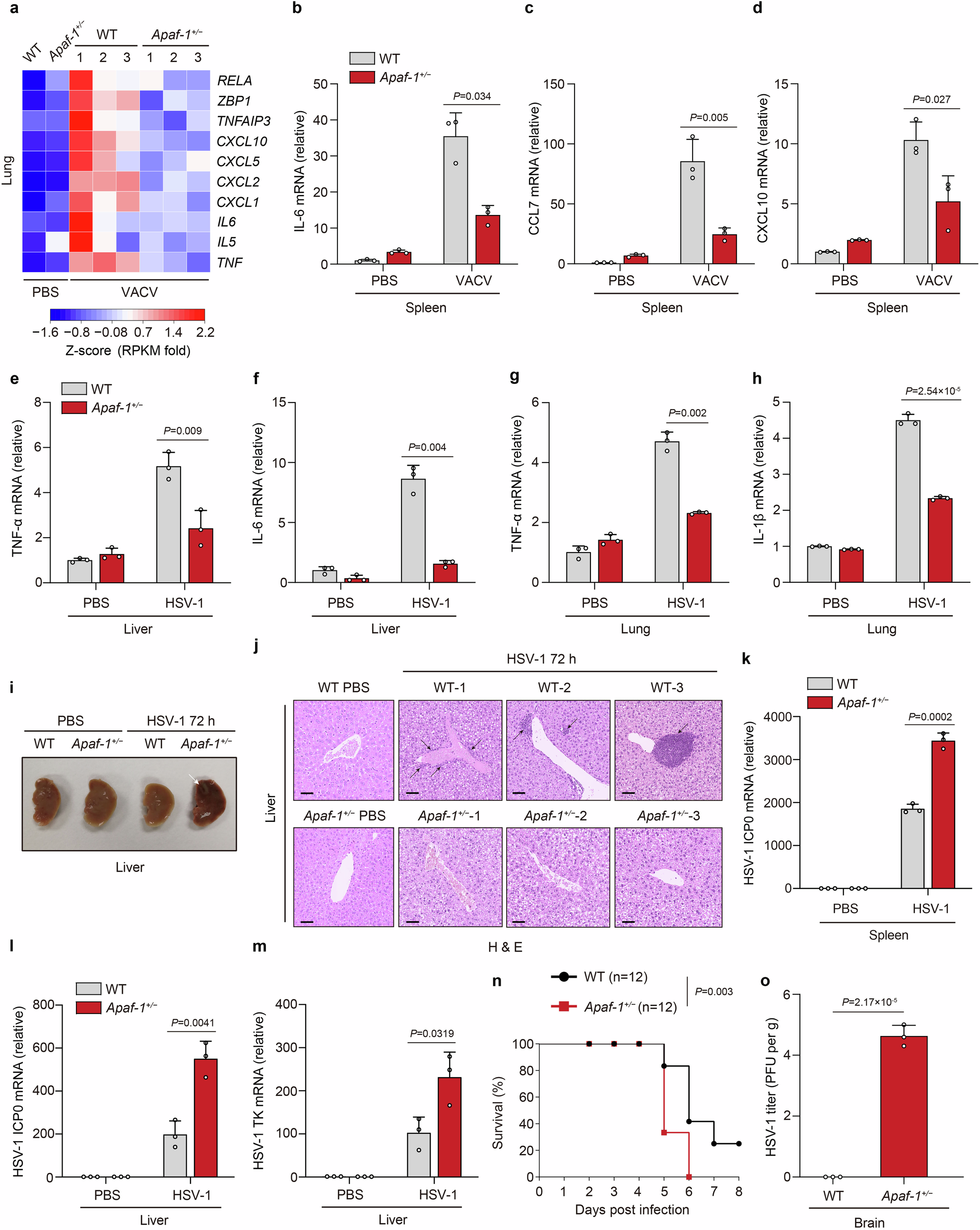 Fig. 4: Apaf-1 is required for inflammation against DNA virus infection in mice.
