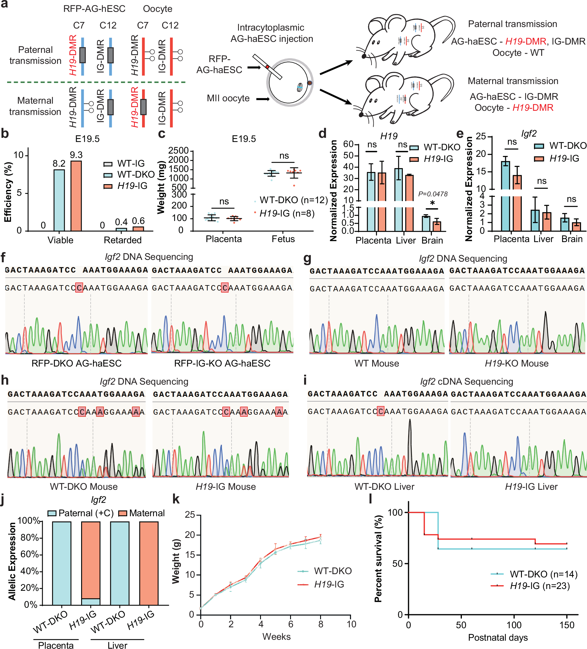 Fig. 5: SC mice with maternal transmission of H19-DMR deletion grow normally to adult.