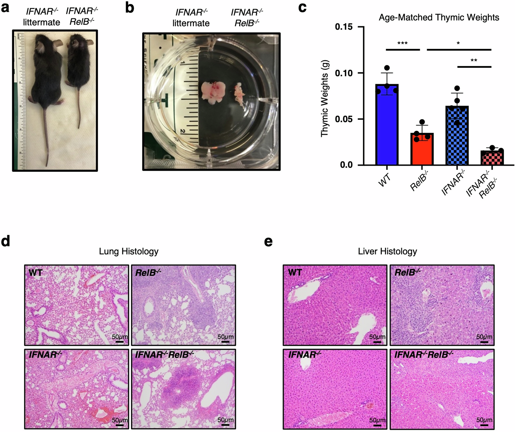 Fig. 1: Characterization of IFN-independent multi-organ inflammation in RelB−/− mice.
