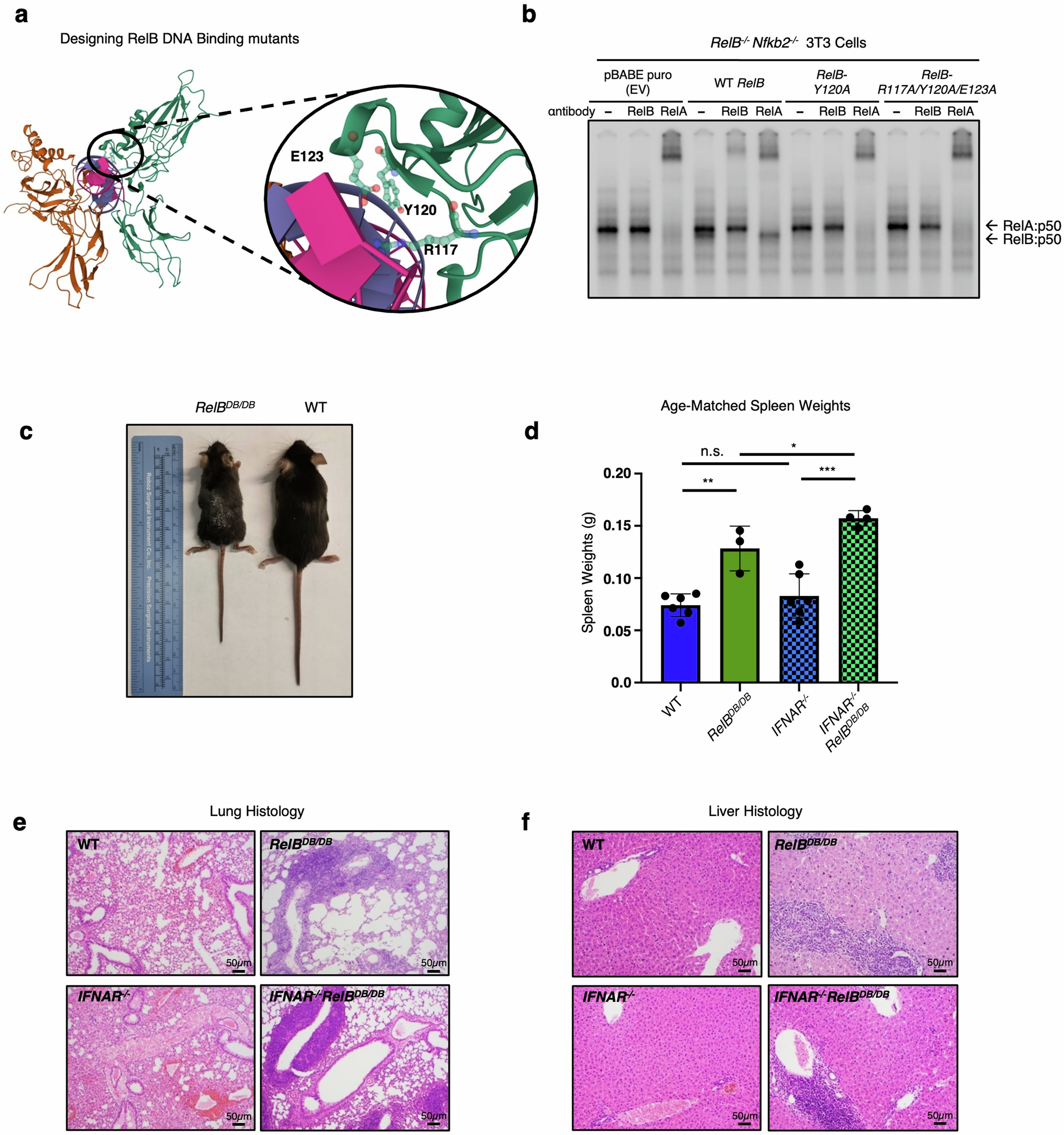 Fig. 4: RelB requires its DNA binding function to suppress autoimmune pathology.