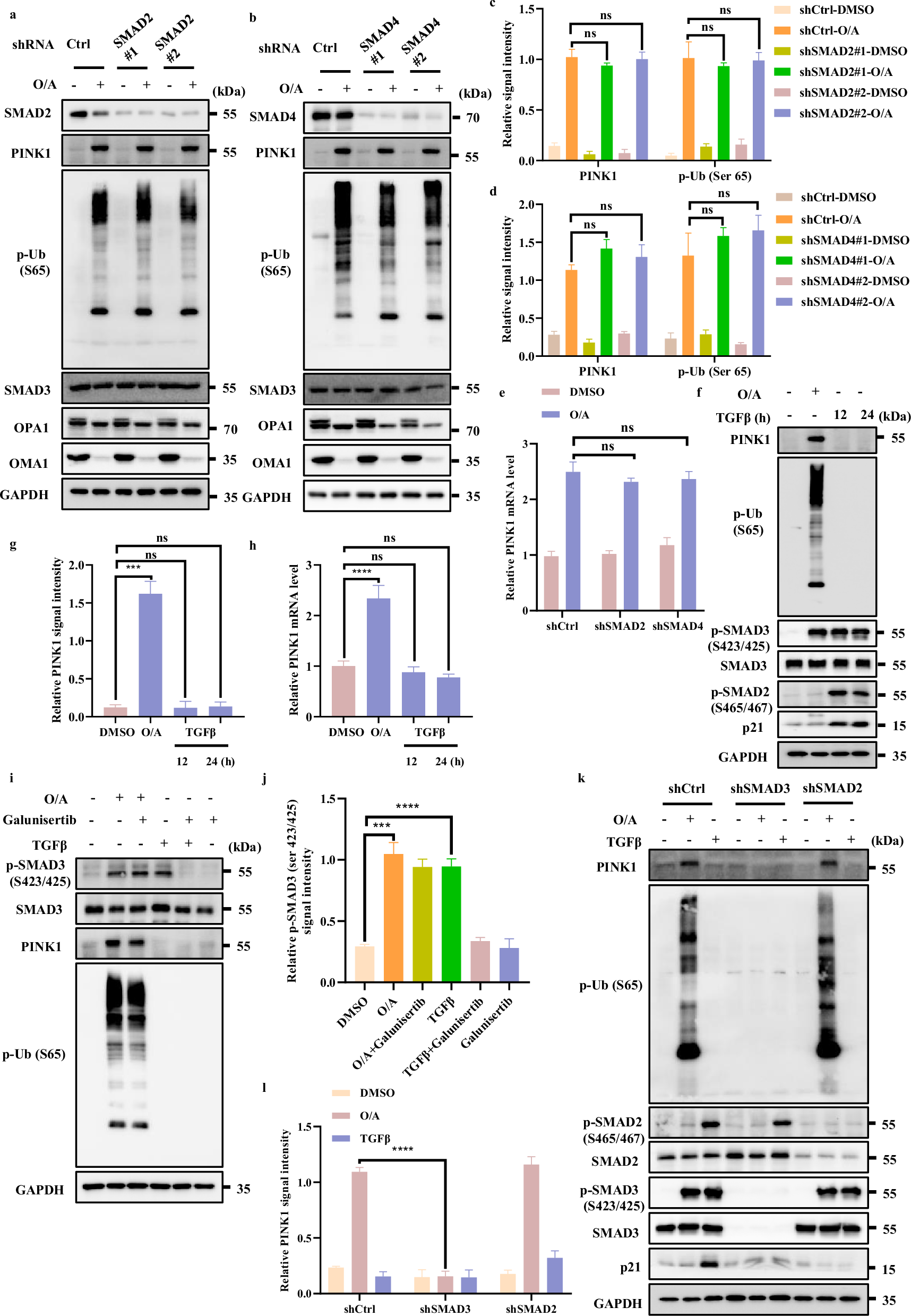 Fig. 5: SMAD3 regulates PINK1 transcription independent of TGFβ signaling.