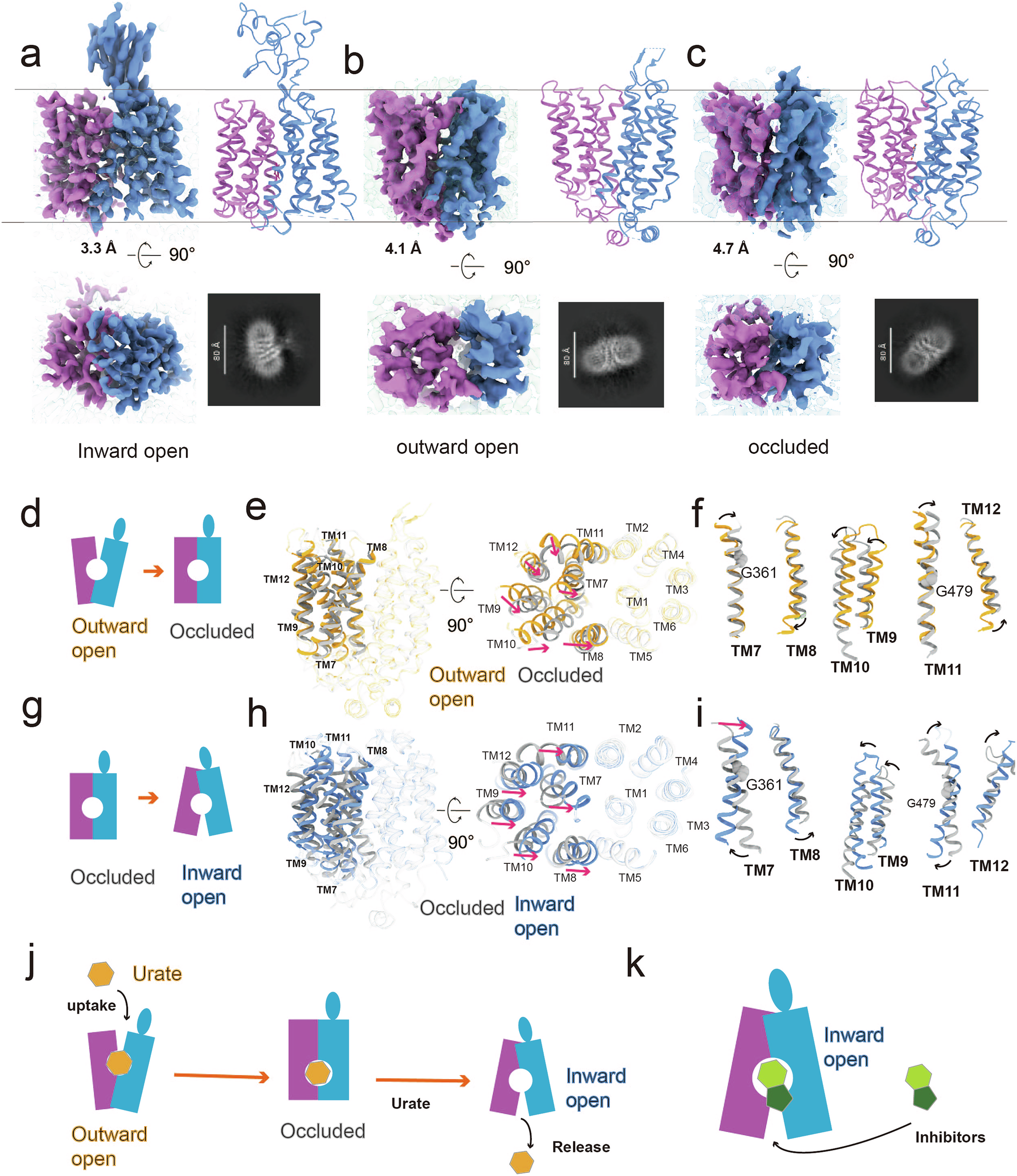 Fig. 6: Mechanism of URAT1 transport.