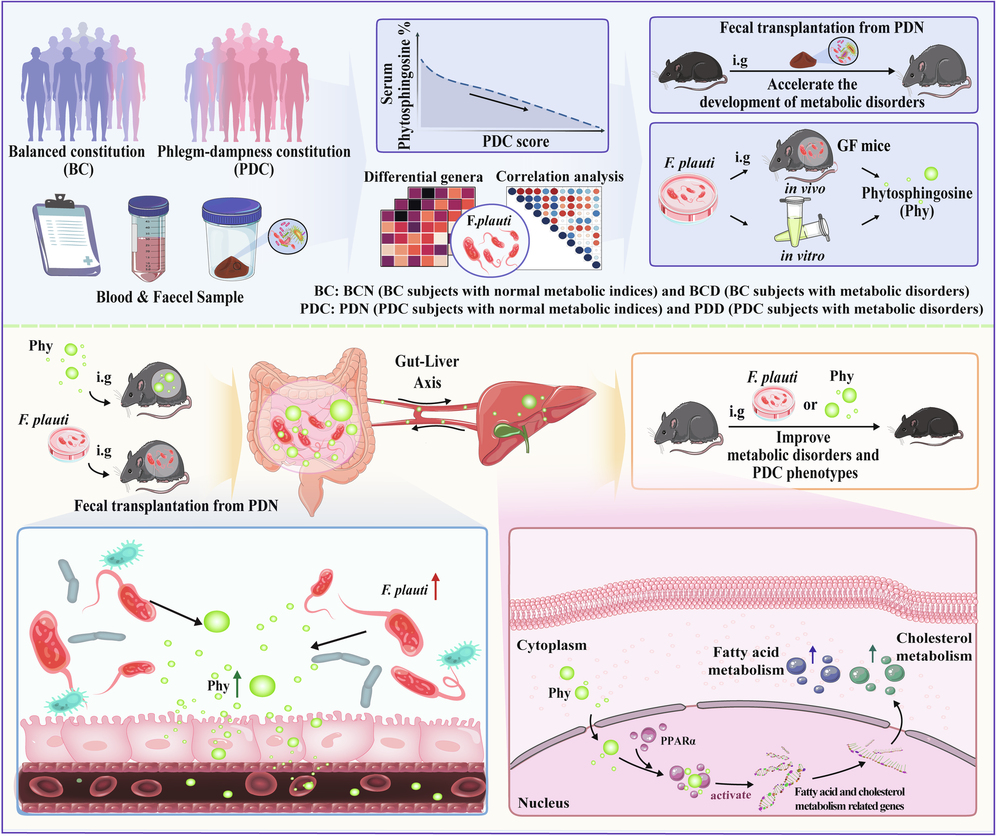 Fig. 8: The decrease in F. plautii and its product, phytosphingosine, predisposes individuals with phlegm-dampness constitution to metabolic disorders.