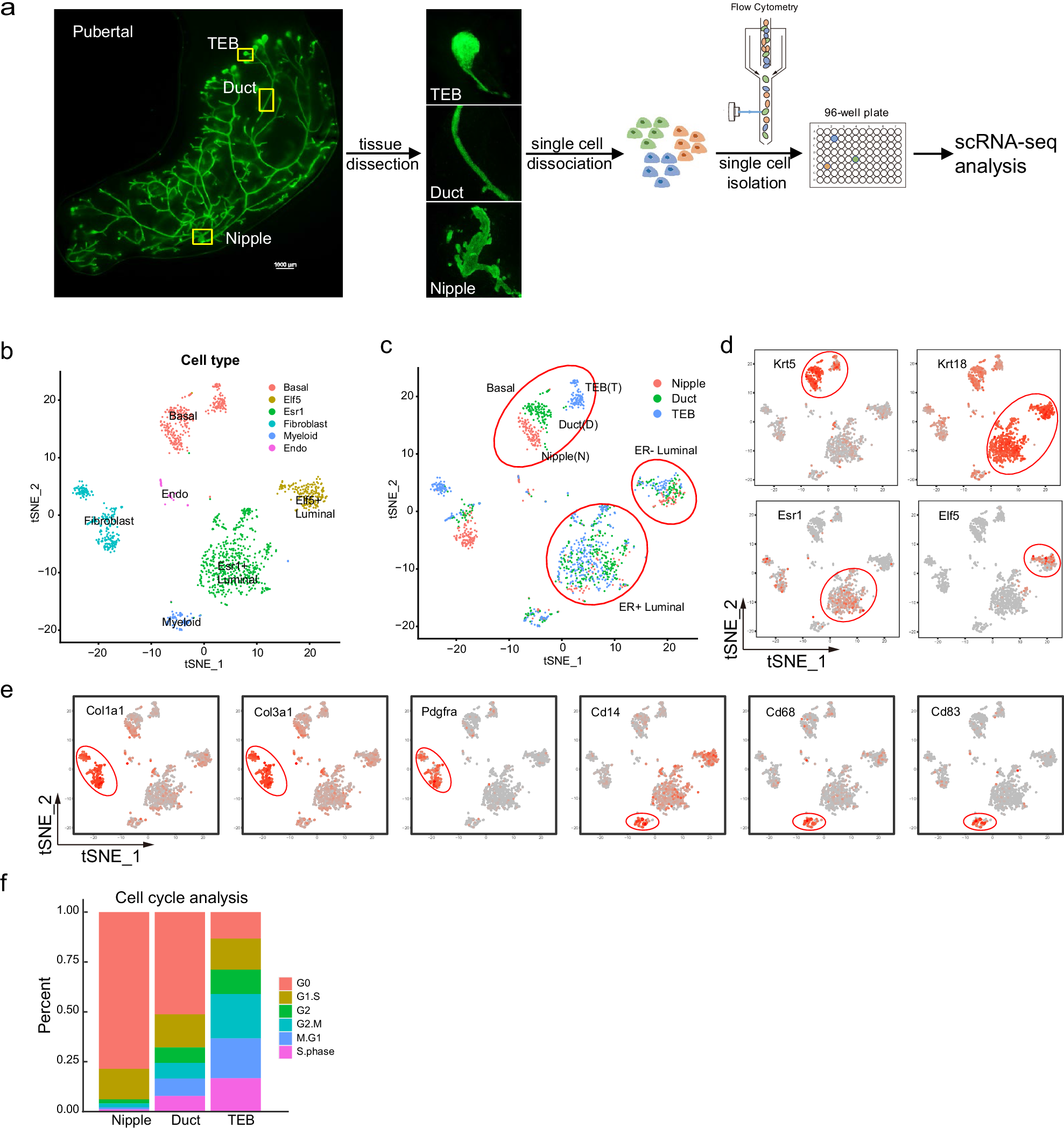 Fig. 1: scRNA-seq analysis reveals the spatial heterogeneity of pubertal mammary gland.