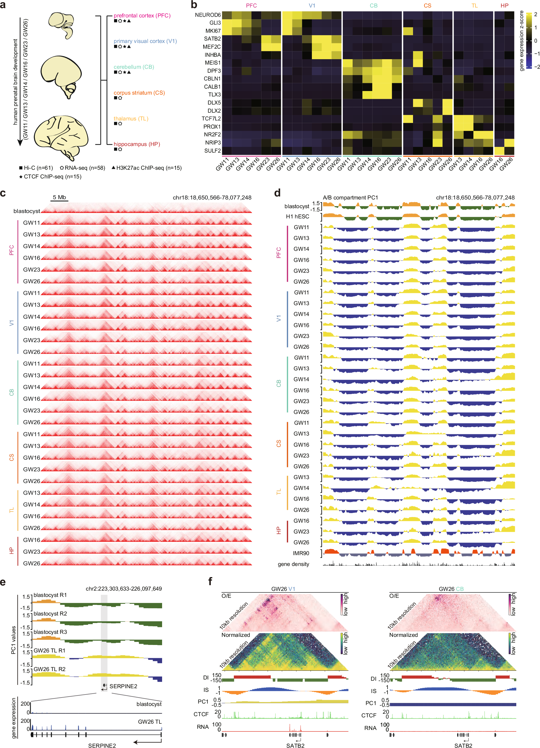 Fig. 1: 3D chromatin landscapes in multiple developing human brain regions.