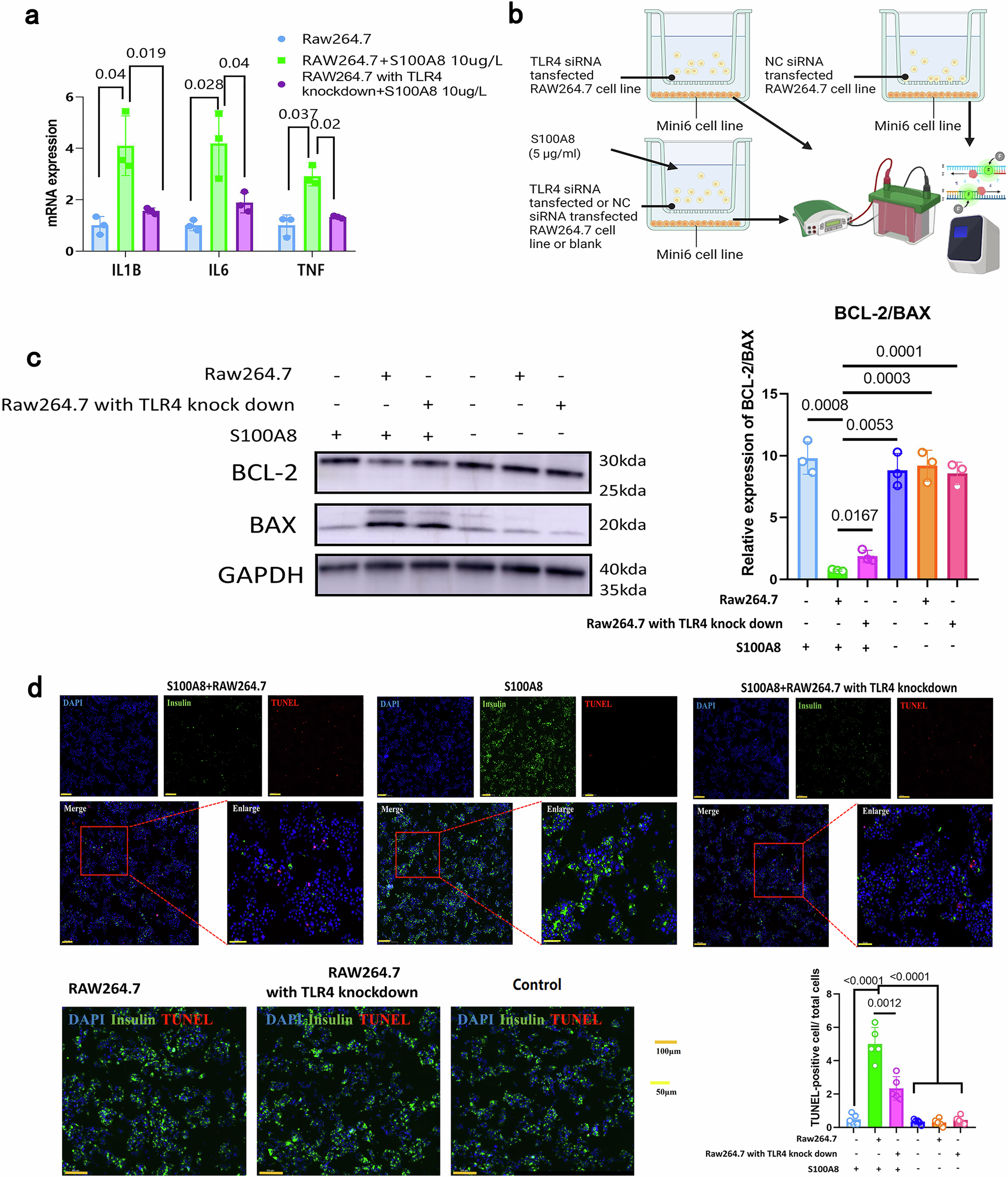 Fig. 7: S100A8 exacerbates β-cell apoptosis and islet inflammation by regulating the TLR4-mediated inflammatory response of macrophages.
