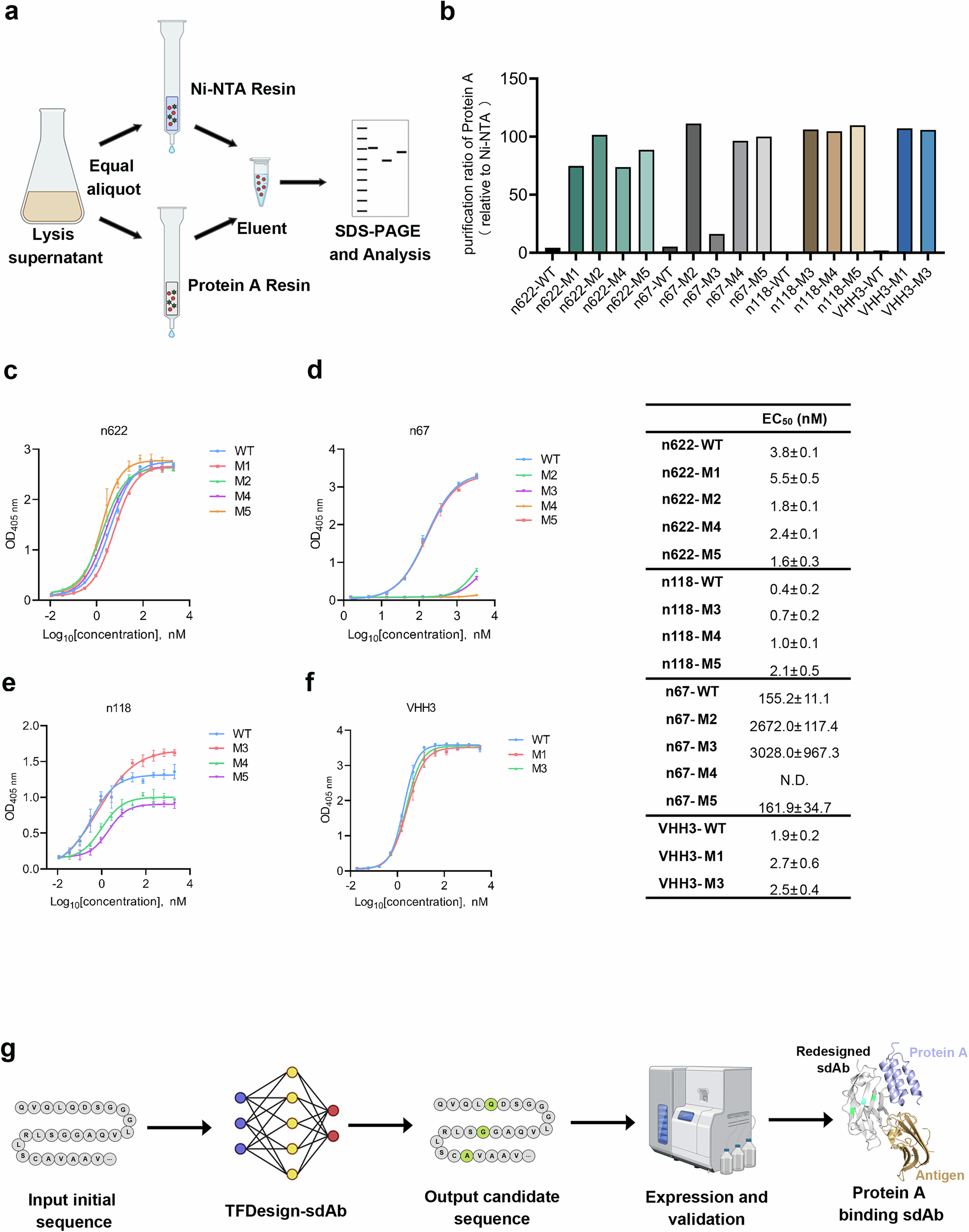 Fig. 5: Efficient purification of optimized sdAbs using Protein A resin.