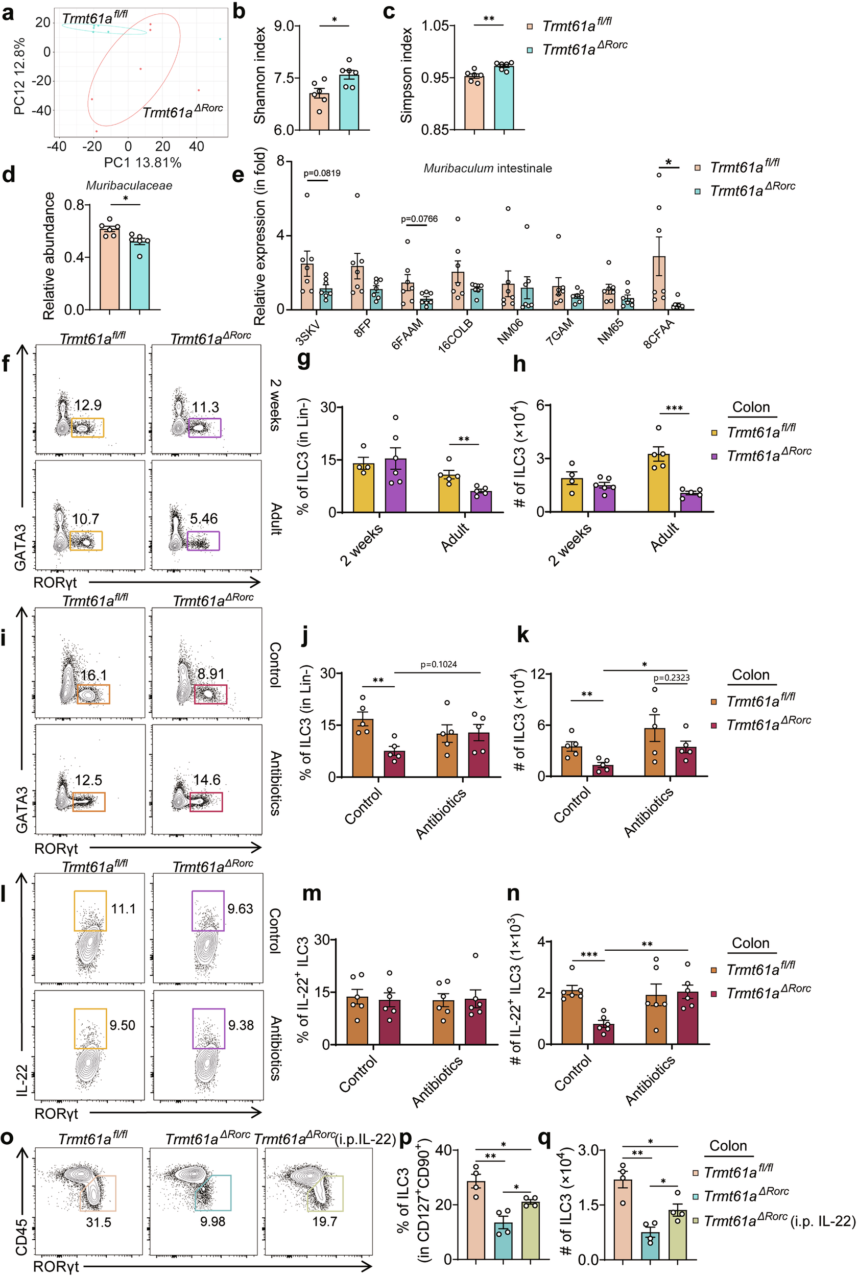 Fig. 3: Involvement of microbiota in the regulation of TRMT61A in ILC3s.
