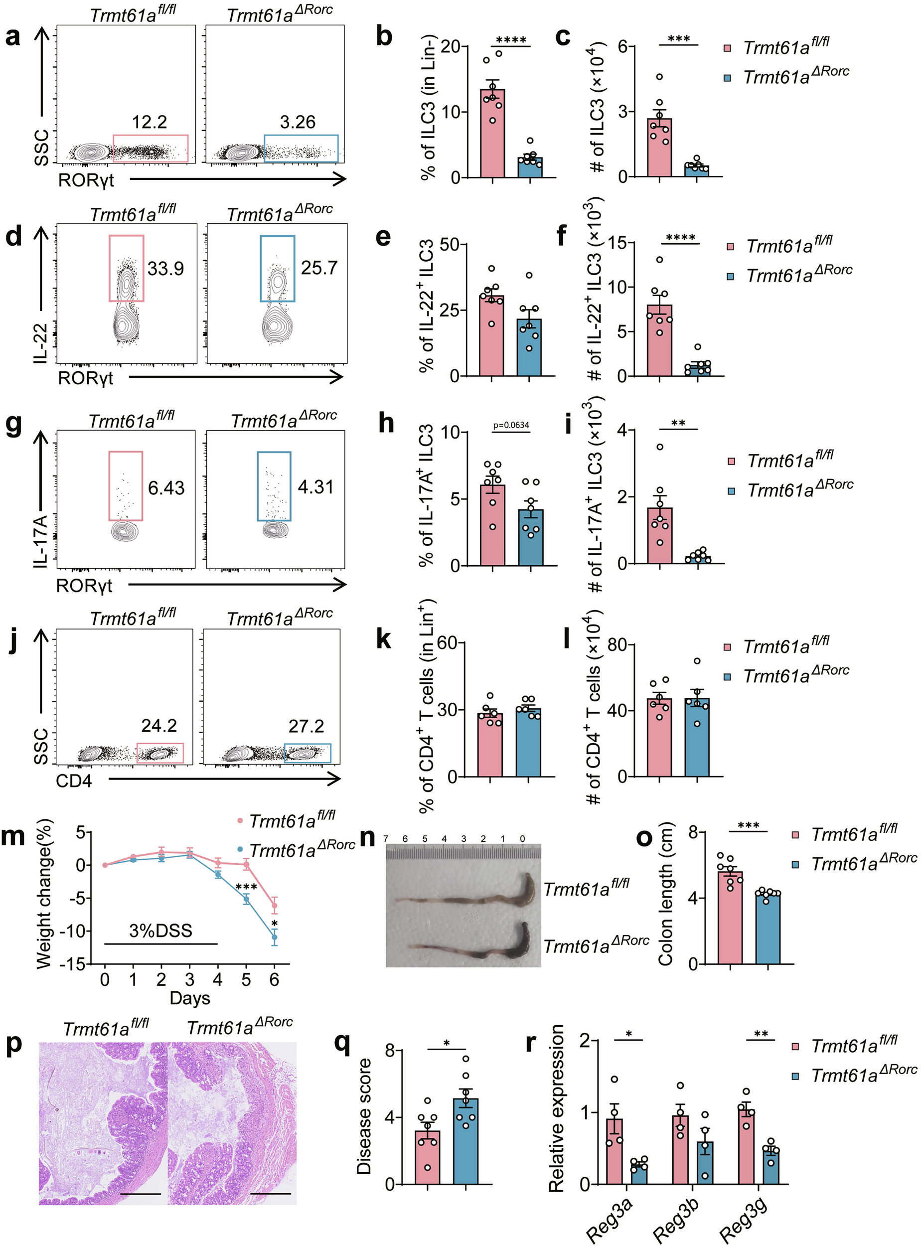 Fig. 4: TRMT61A-Mediated protection of ILC3s from acute intestinal damage and inflammation.