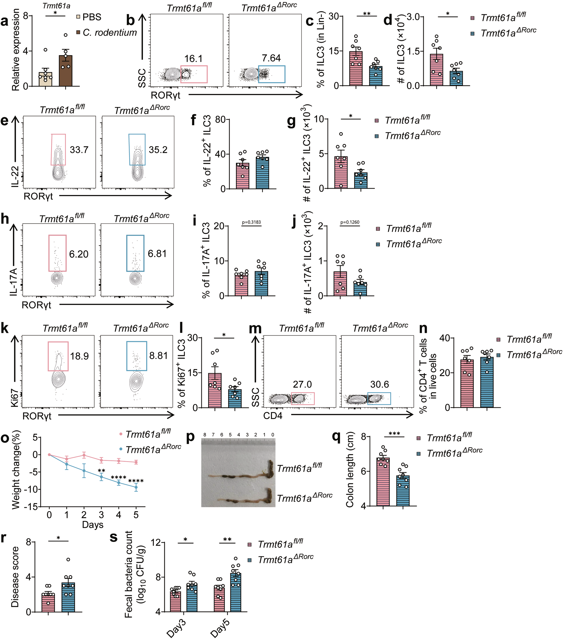 Fig. 5: Requirement of TRMT61A for ILC3-Mediated protection against Citrobacter rodentium infection.