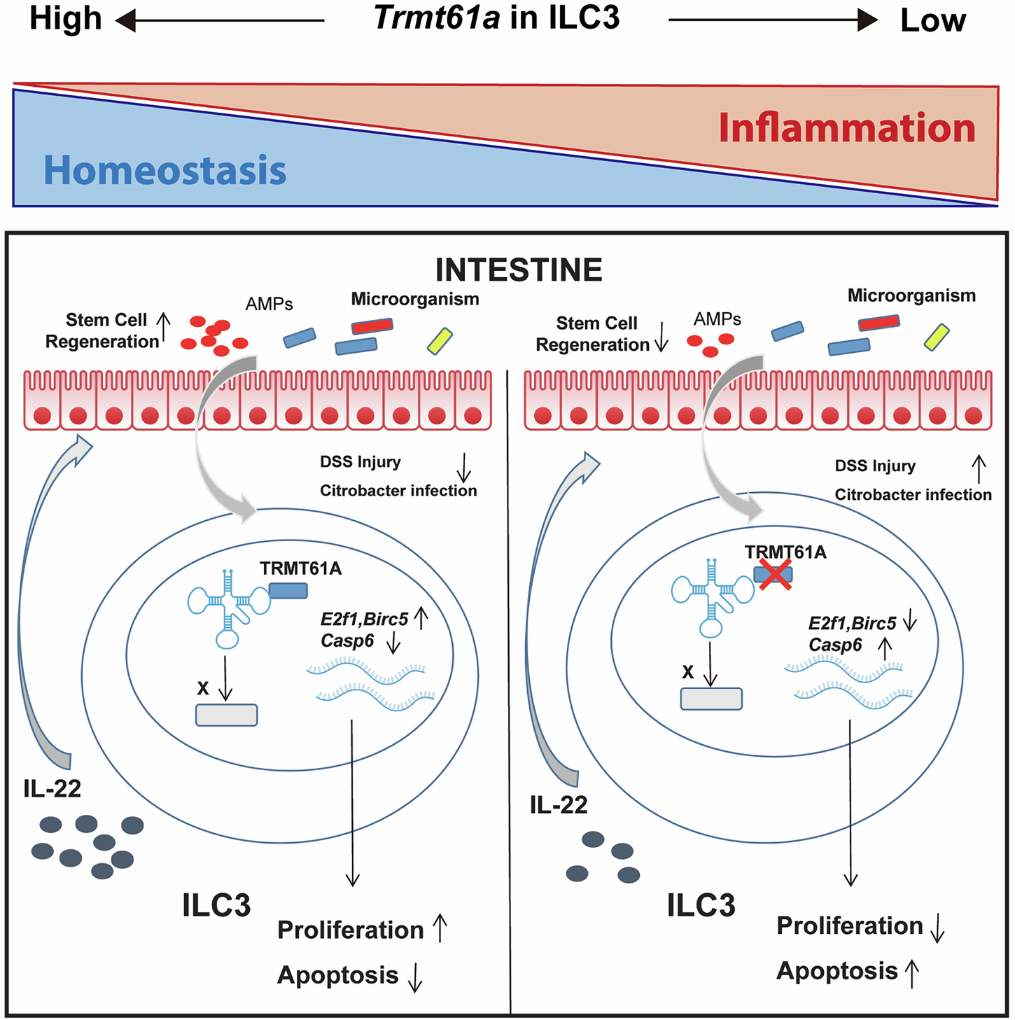 Fig. 6: Model illustrating the role of tRNA m1A modification in ILC3 homeostasis and function.