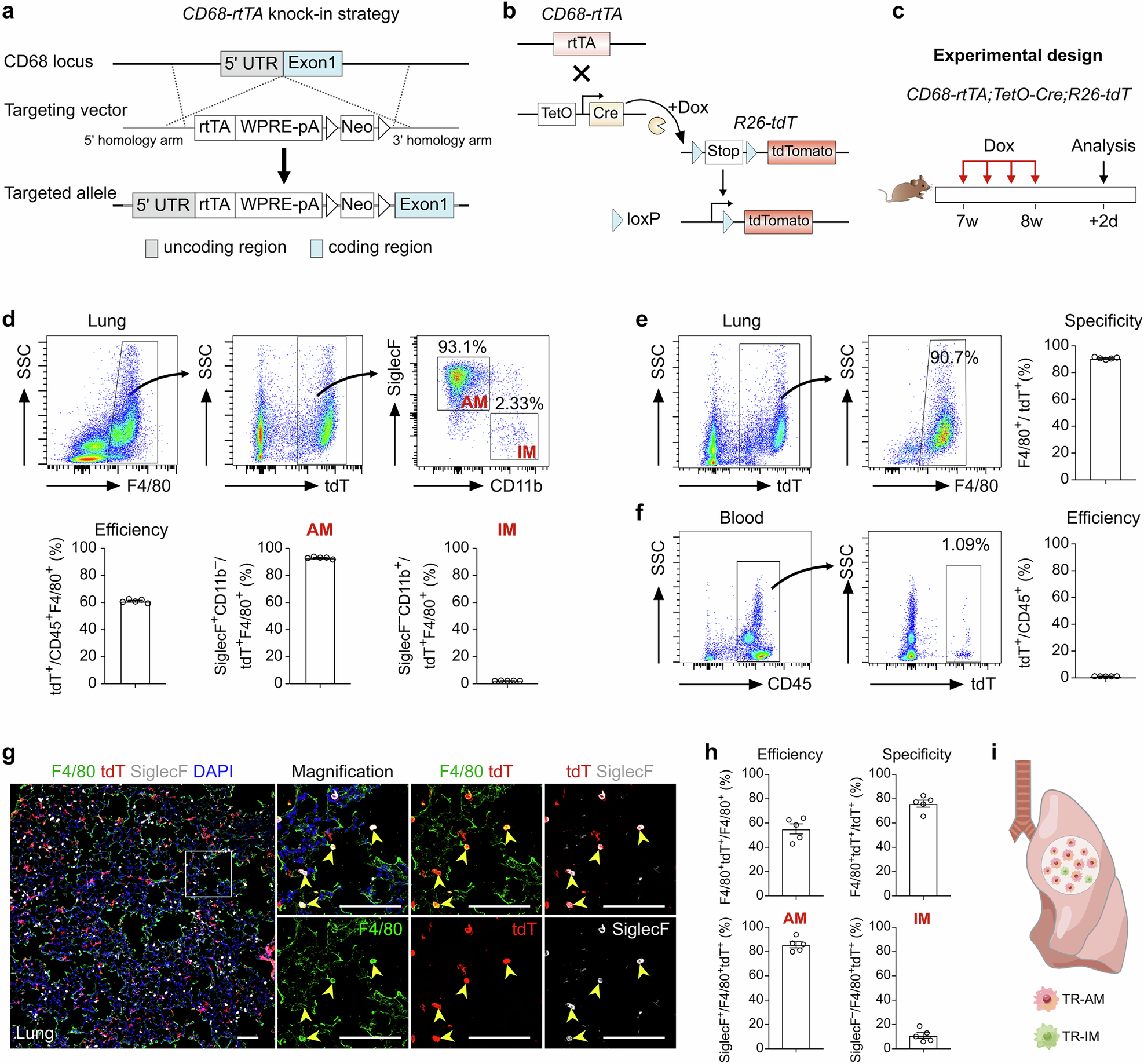 Fig. 1: Generation and characterization of the CD68-rtTA mouse line.