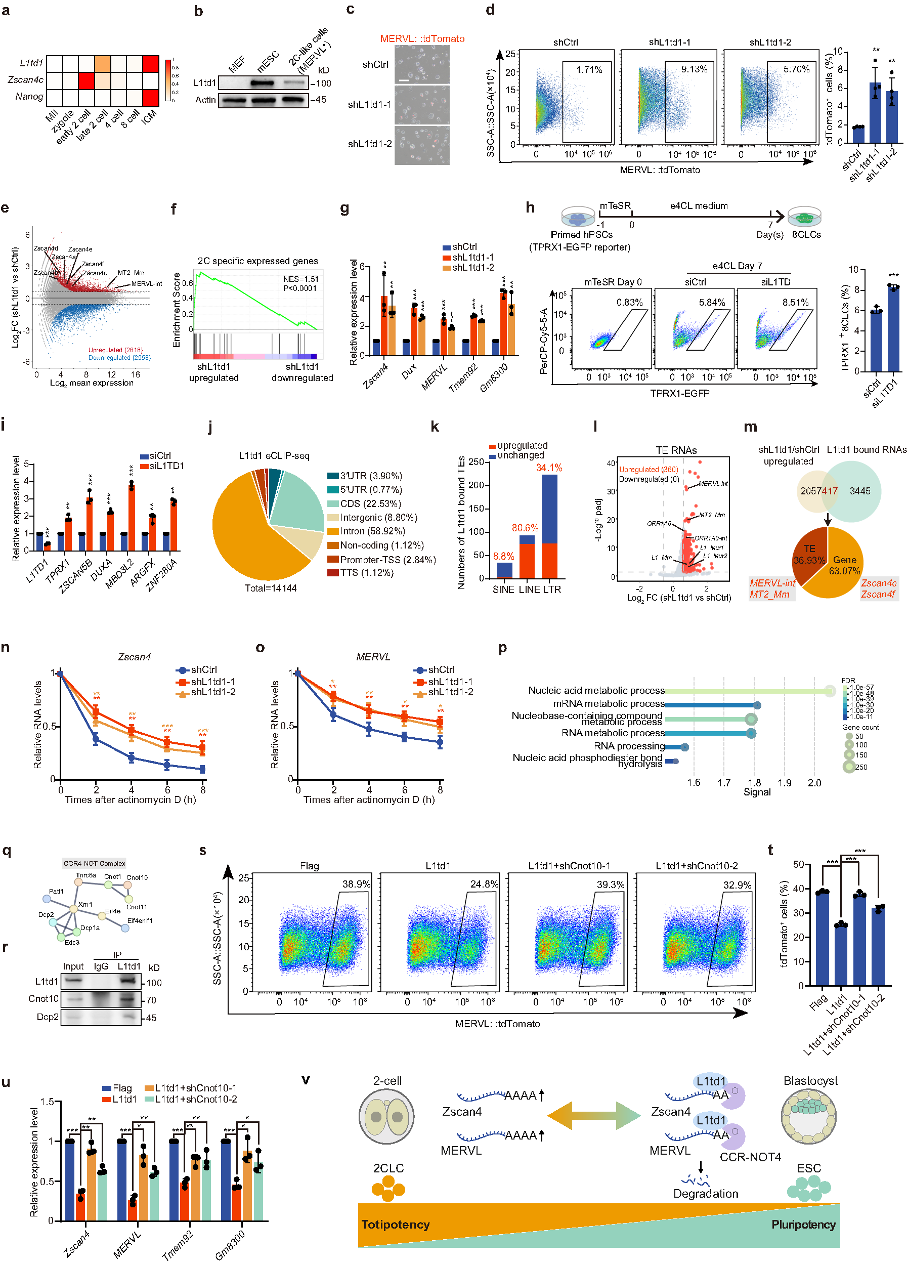 L1td1が多能性関連RNAを分解し幹細胞多能性を維持(Researchers Discover L1td1 Maintains Stem Cell Pluripotency by Degrading Totipotency-Associated RNAs)