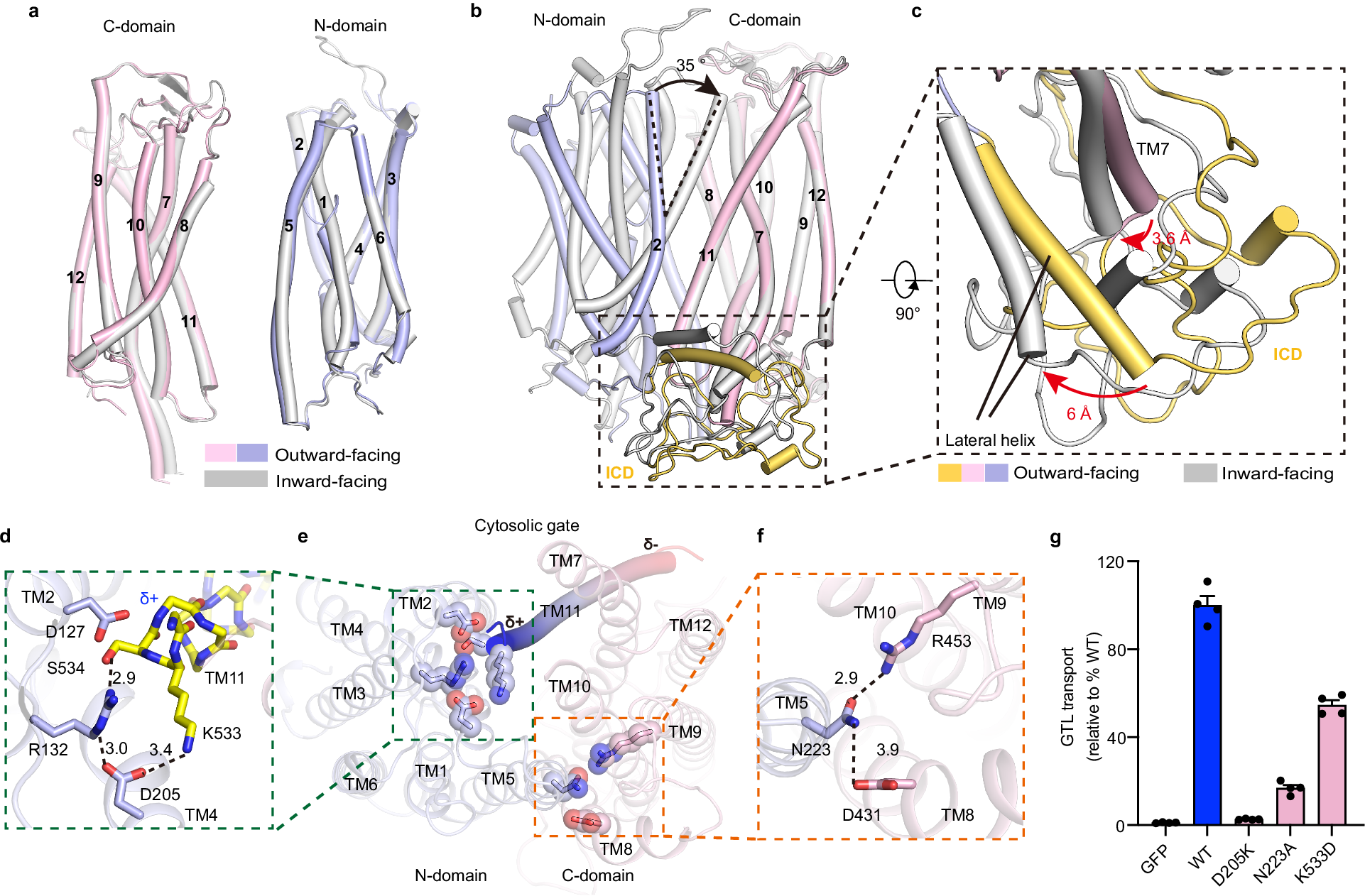 Fig. 5: Structural basis of GTR1 state transitions.