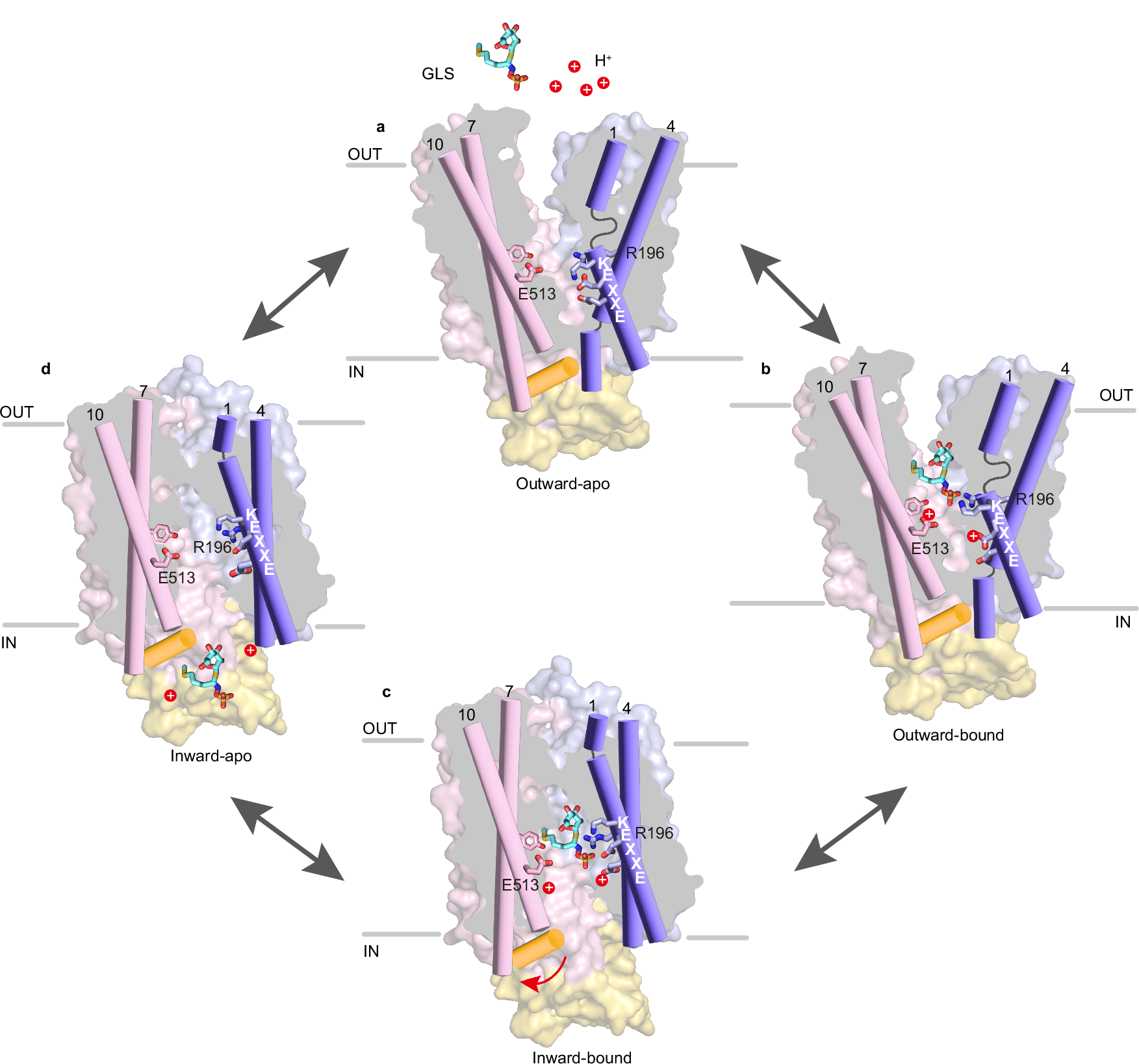 Fig. 6: Schematic representation of the GTR1 transport cycle.