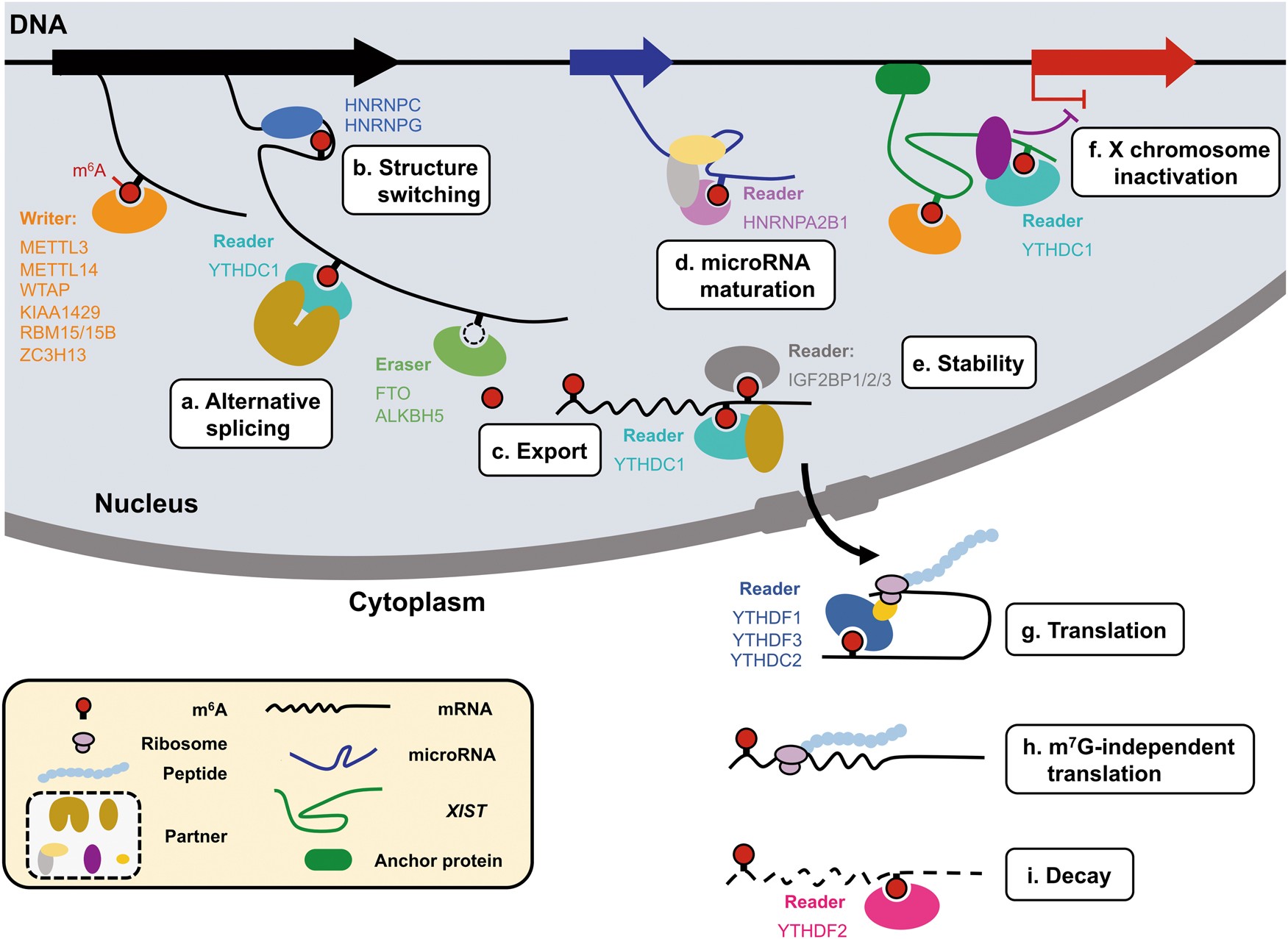 Dynamic transcriptomic m6A decoration: writers, erasers, readers and  functions in RNA metabolism | Cell Research