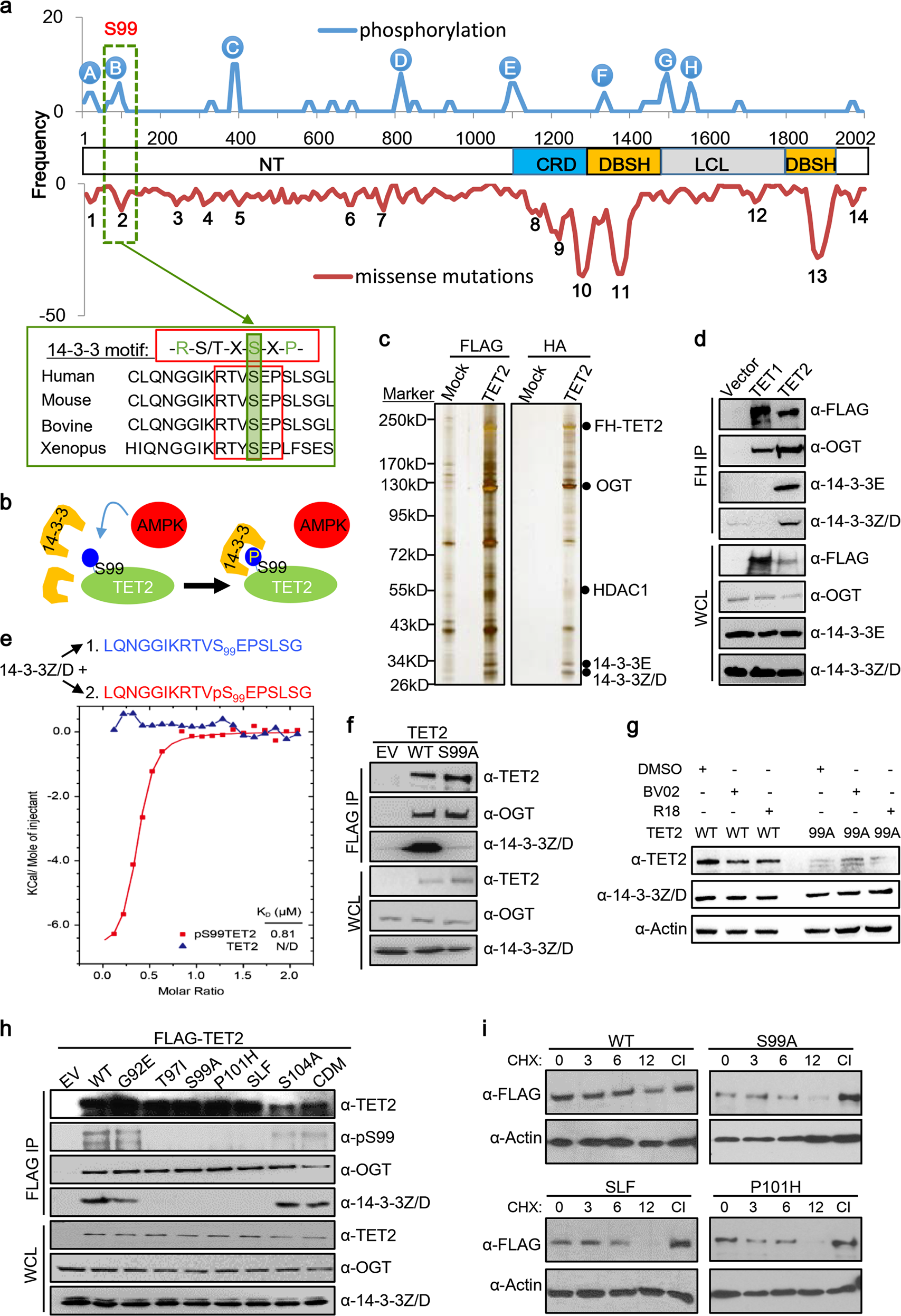 Tet2 Stabilization By 14 3 3 Binding To The Phosphorylated