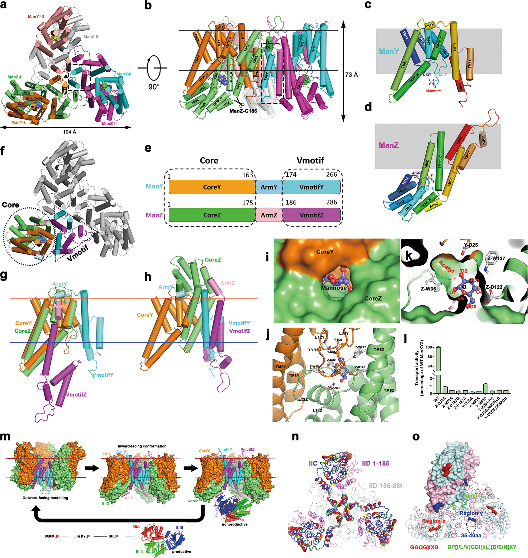 Structure Of The Mannose Transporter Of The Bacterial Phosphotransferase System Cell Research