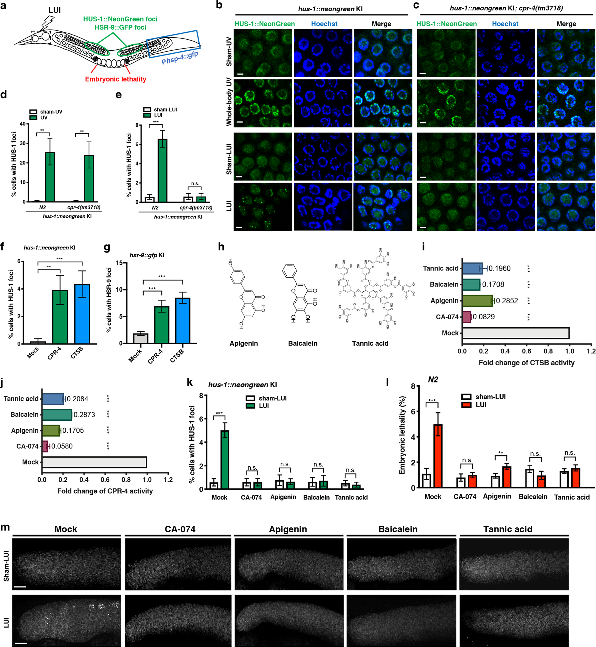 Cathepsin B Inhibitors Block Multiple Radiation Induced Side