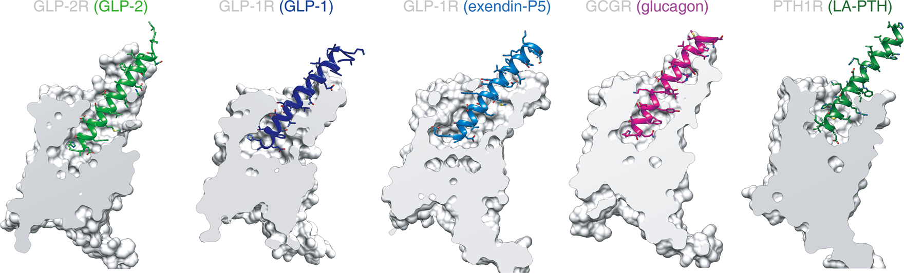 Fig. 3: Comparison of the peptide-binding pocket of GLP-2R with other class B GPCRs.