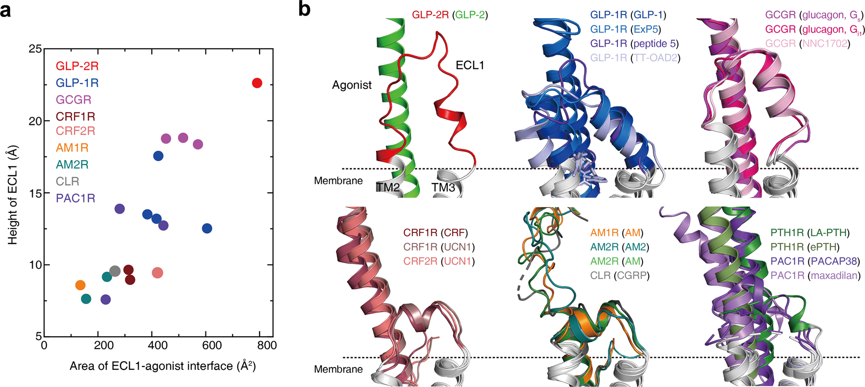 Fig. 6: Family-wide comparison of ECL1 conformations.
