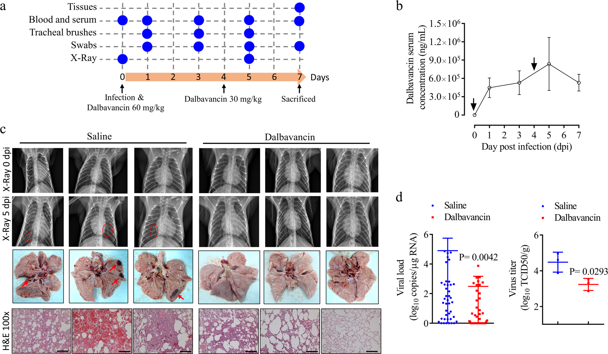 Fig. 5: Dalbavancin shows significant anti-SARS-CoV-2 effects in rhesus macaque model.