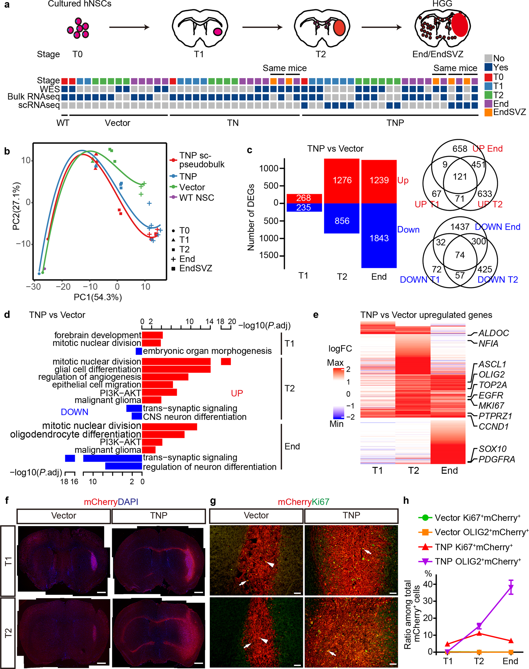 Fig. 3: T2 represents an important stage of divergence between tumorigenesis and normal differentiation.