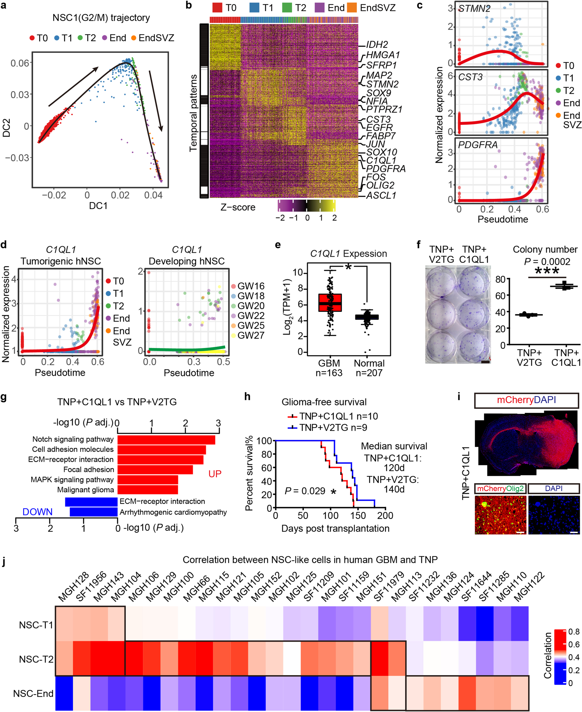 Fig. 6: Pseudotime analyses identify stage-specific regulatory programs.