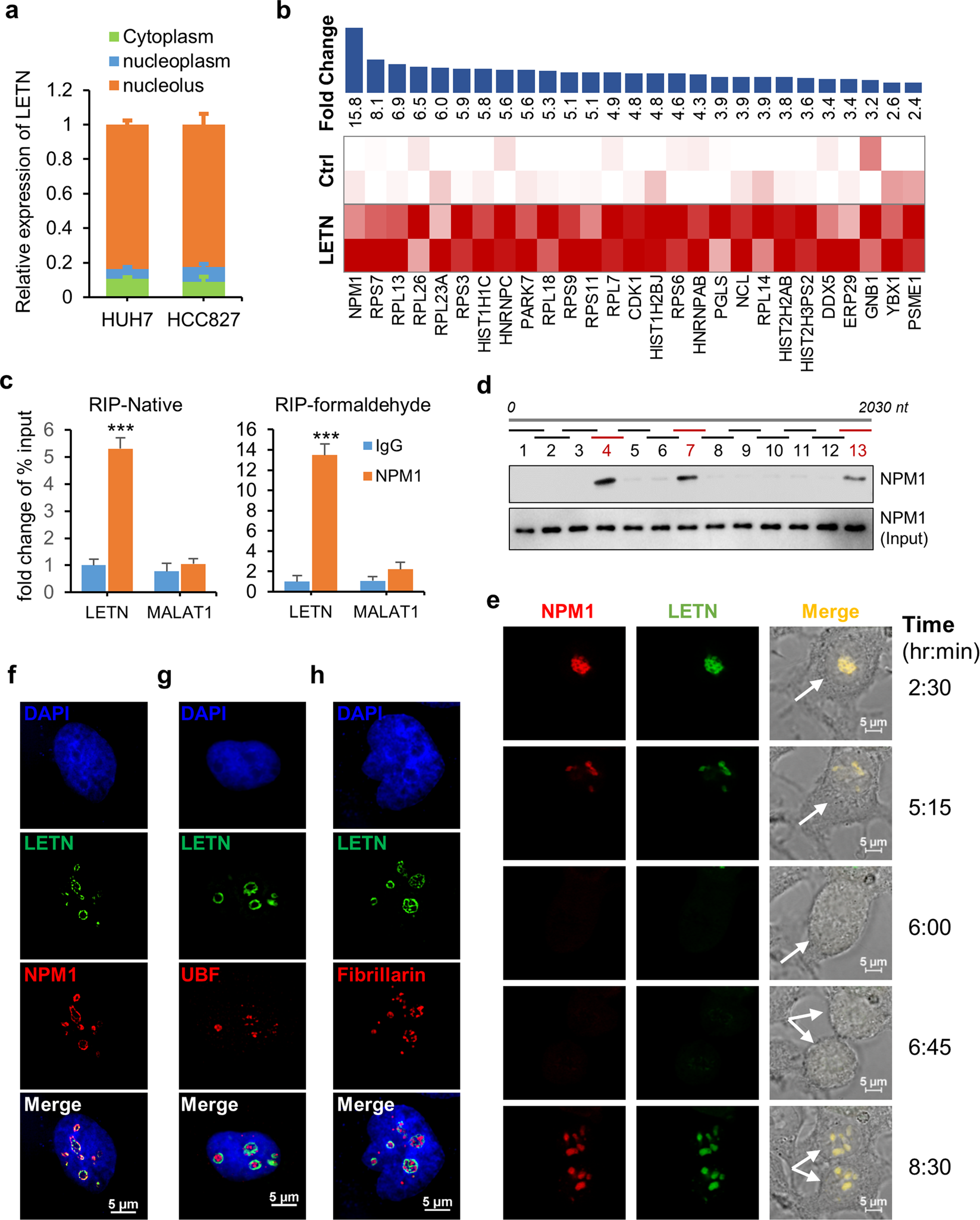 Fig. 2: Direct interaction between LETN and NPM1.