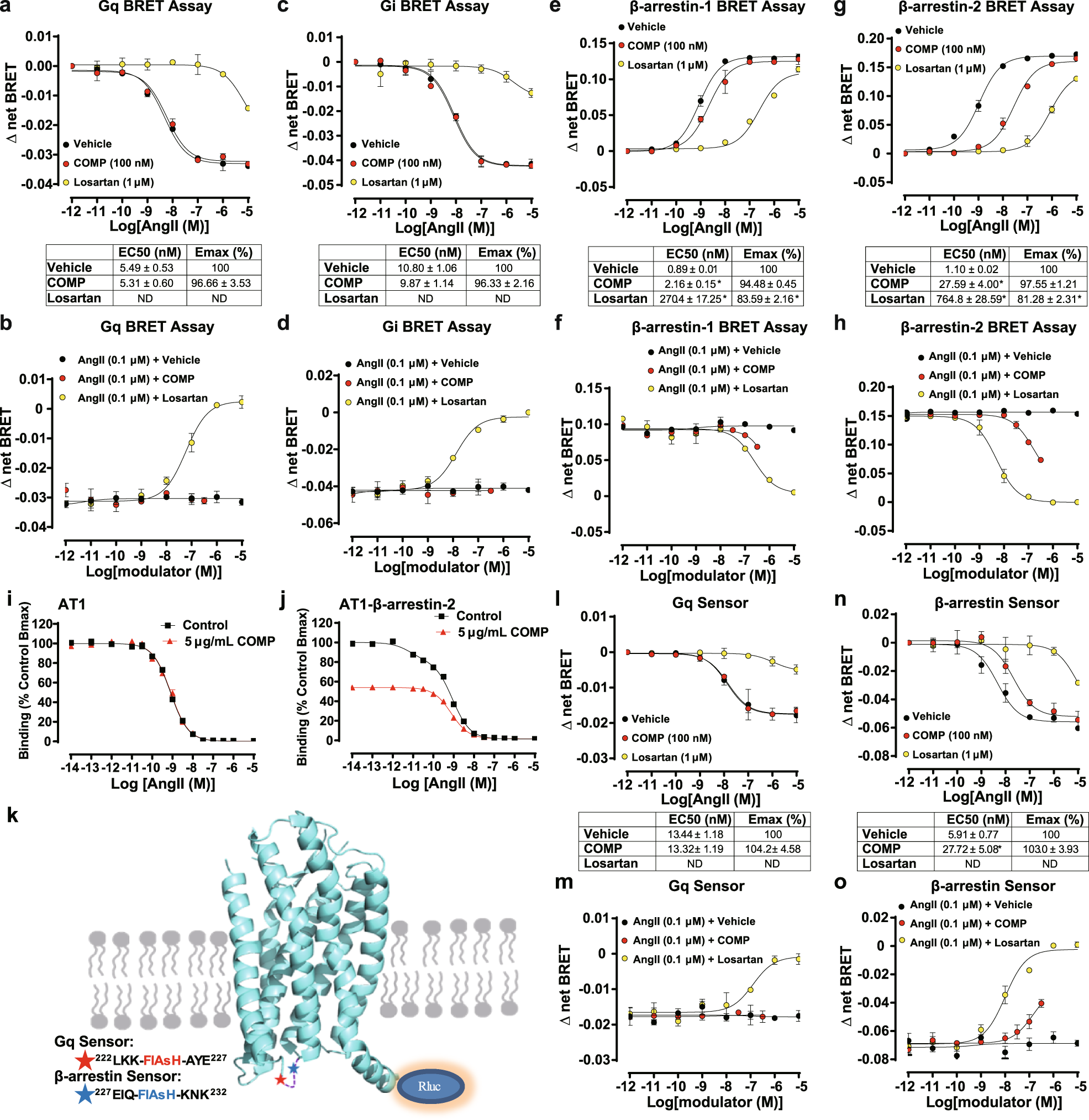 Fig. 5: COMP selectively inhibits the β-arrestin, but not G protein, in AT1 signaling.