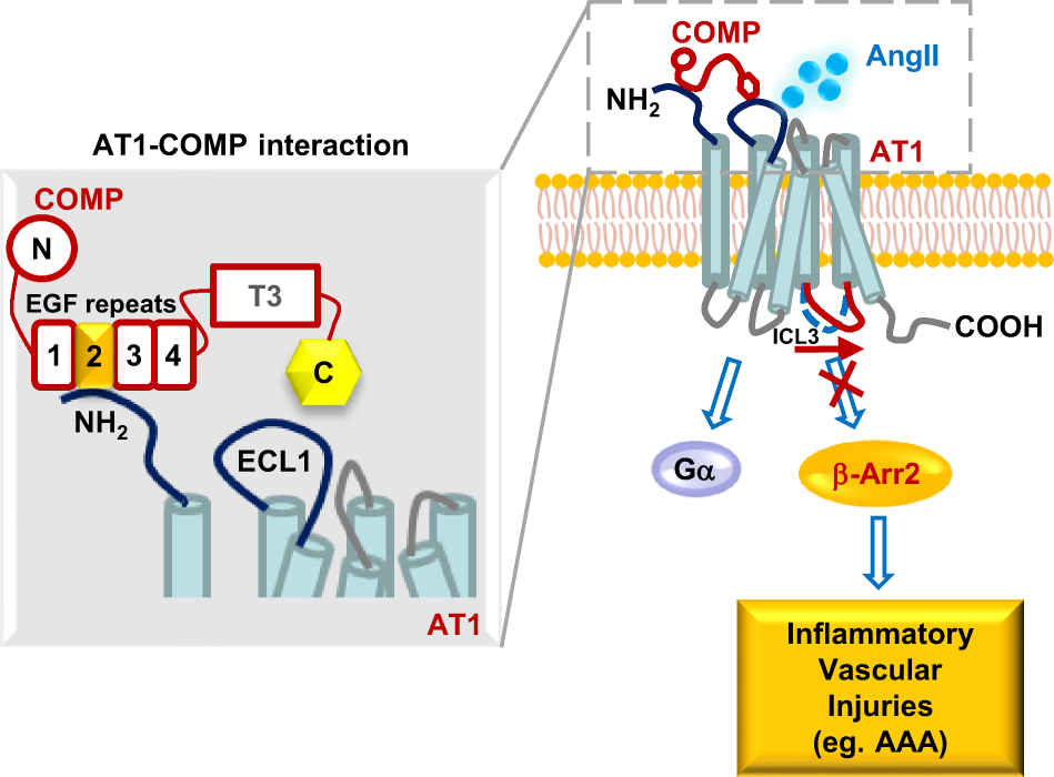 Fig. 8: Schematic diagram of selective allosteric inhibition of AT1 signaling by COMP in pathogenesis of AAA.